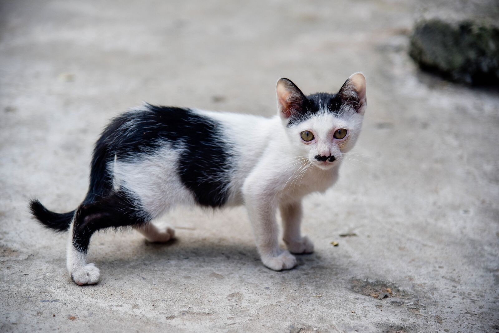 Nikon D750 sample photo. Cat, temple cat, cute photography
