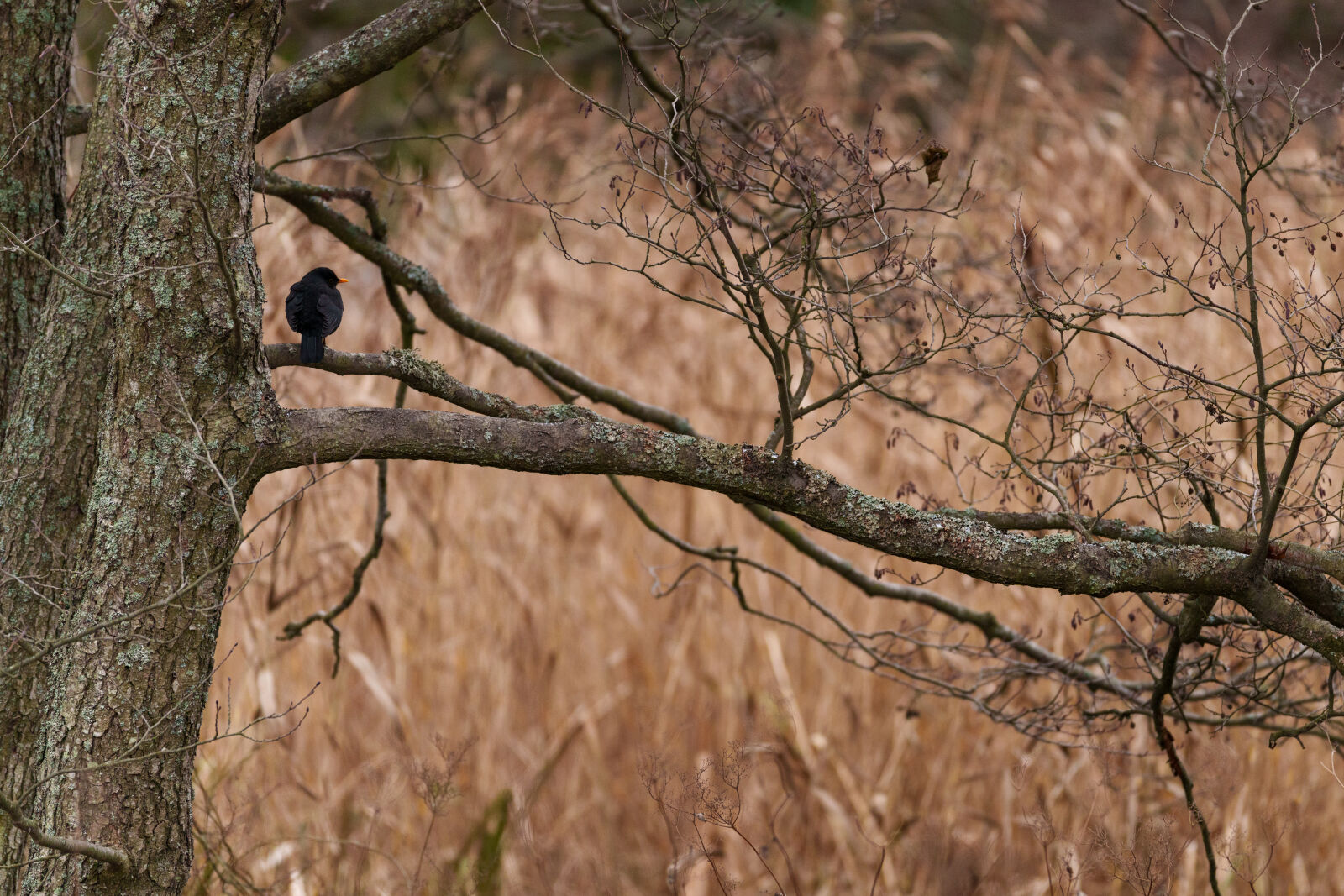 Sigma 70-200mm F2.8 DG DN OS | Sports sample photo. Lonely bird tree photography