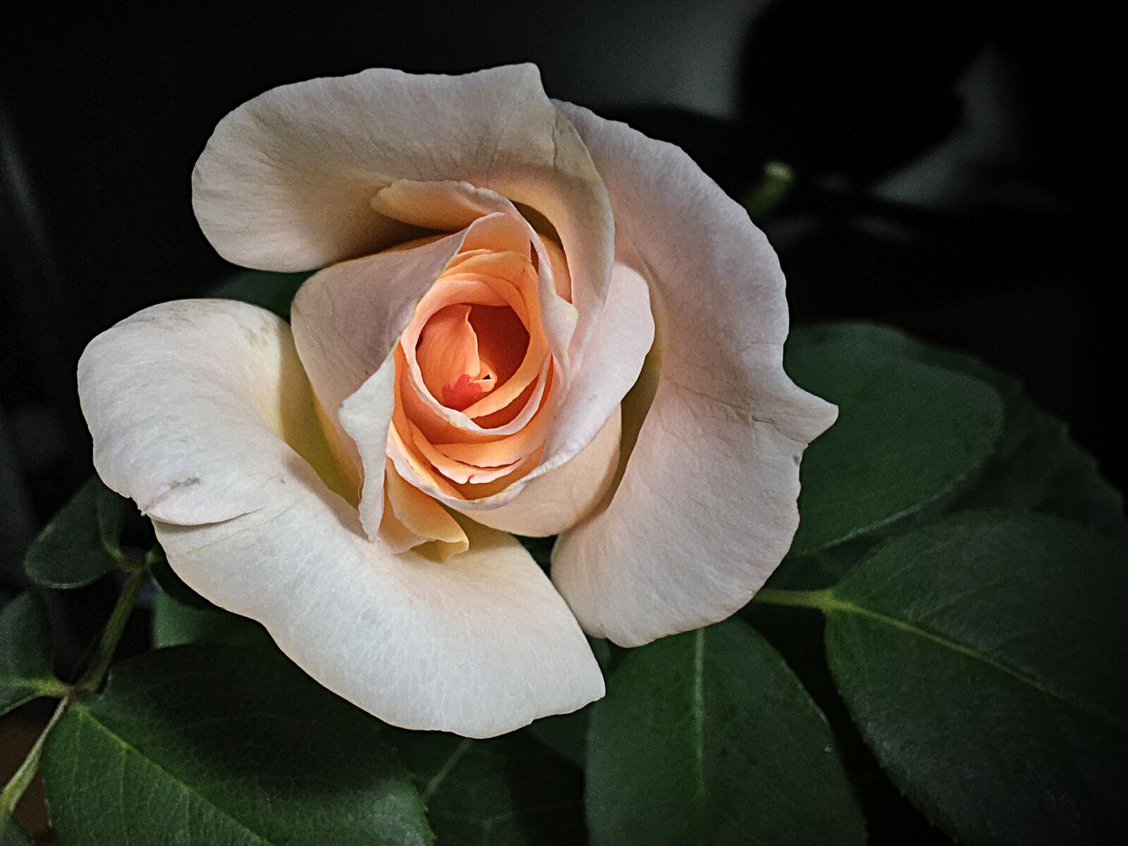 Apple iPhone 6s Plus sample photo. Rosa, white rose, white photography