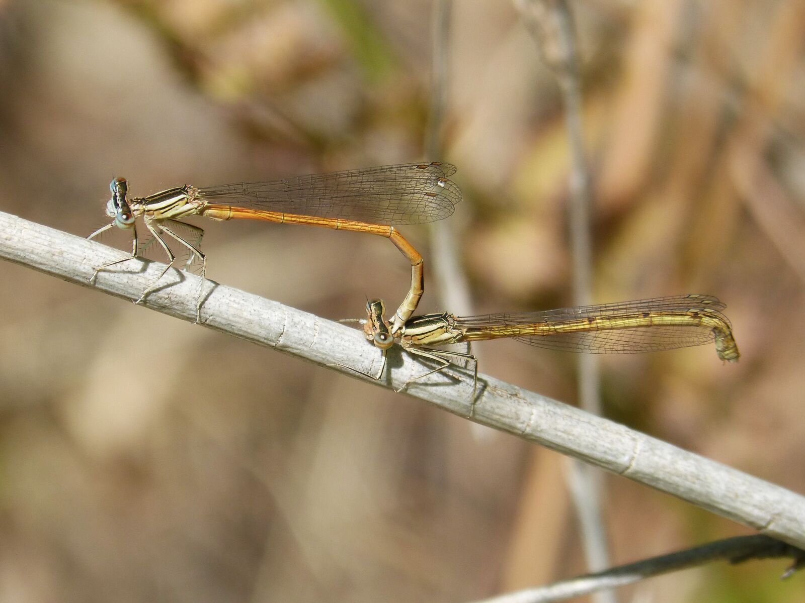 Panasonic DMC-FZ62 sample photo. Dragonflies, reproduction, copulation photography
