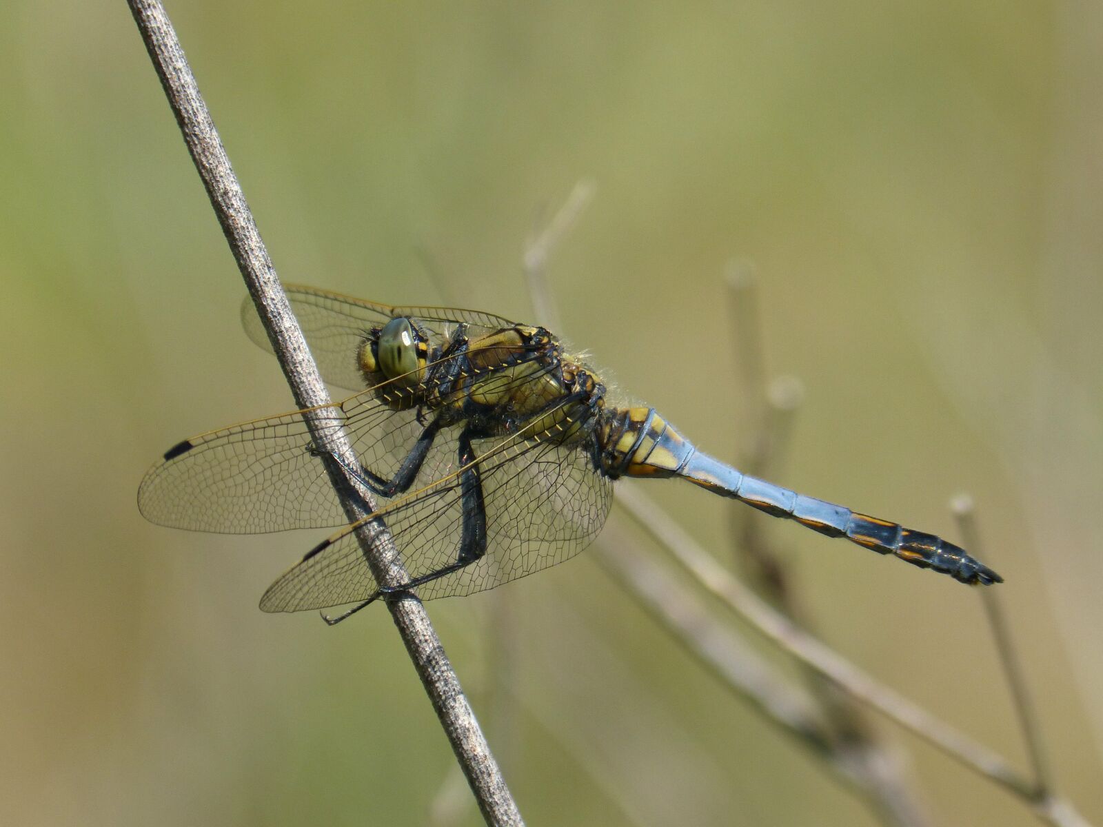 Panasonic DMC-FZ62 sample photo. Blue dragonfly, dragonfly, orthetrum photography