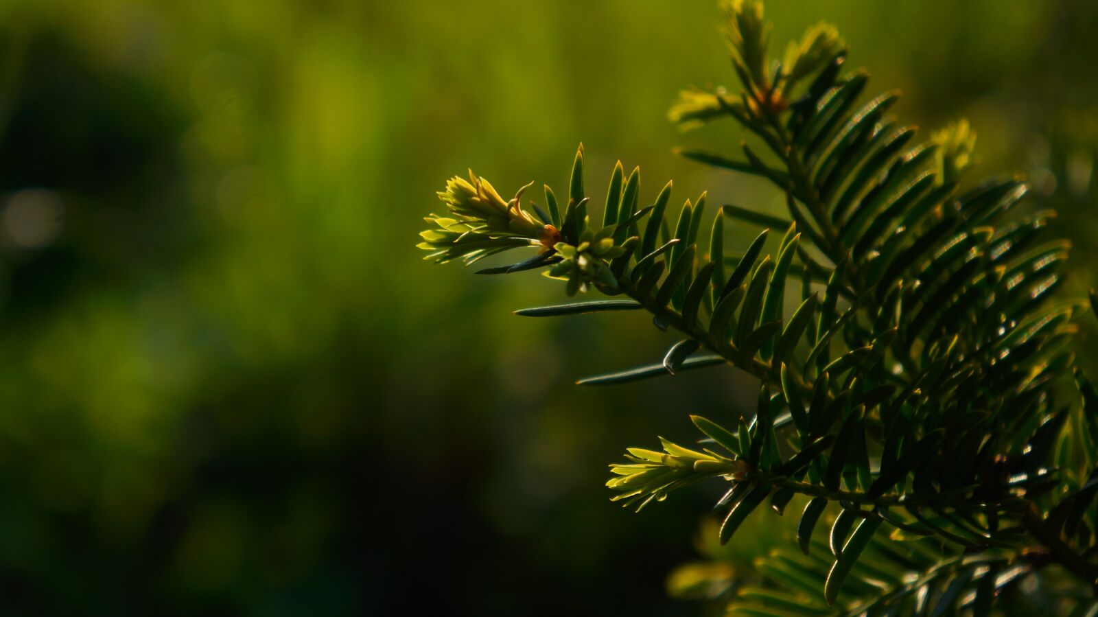 Sony Alpha a3000 + Sony E 18-55mm F3.5-5.6 OSS sample photo. Nature, plants, green photography