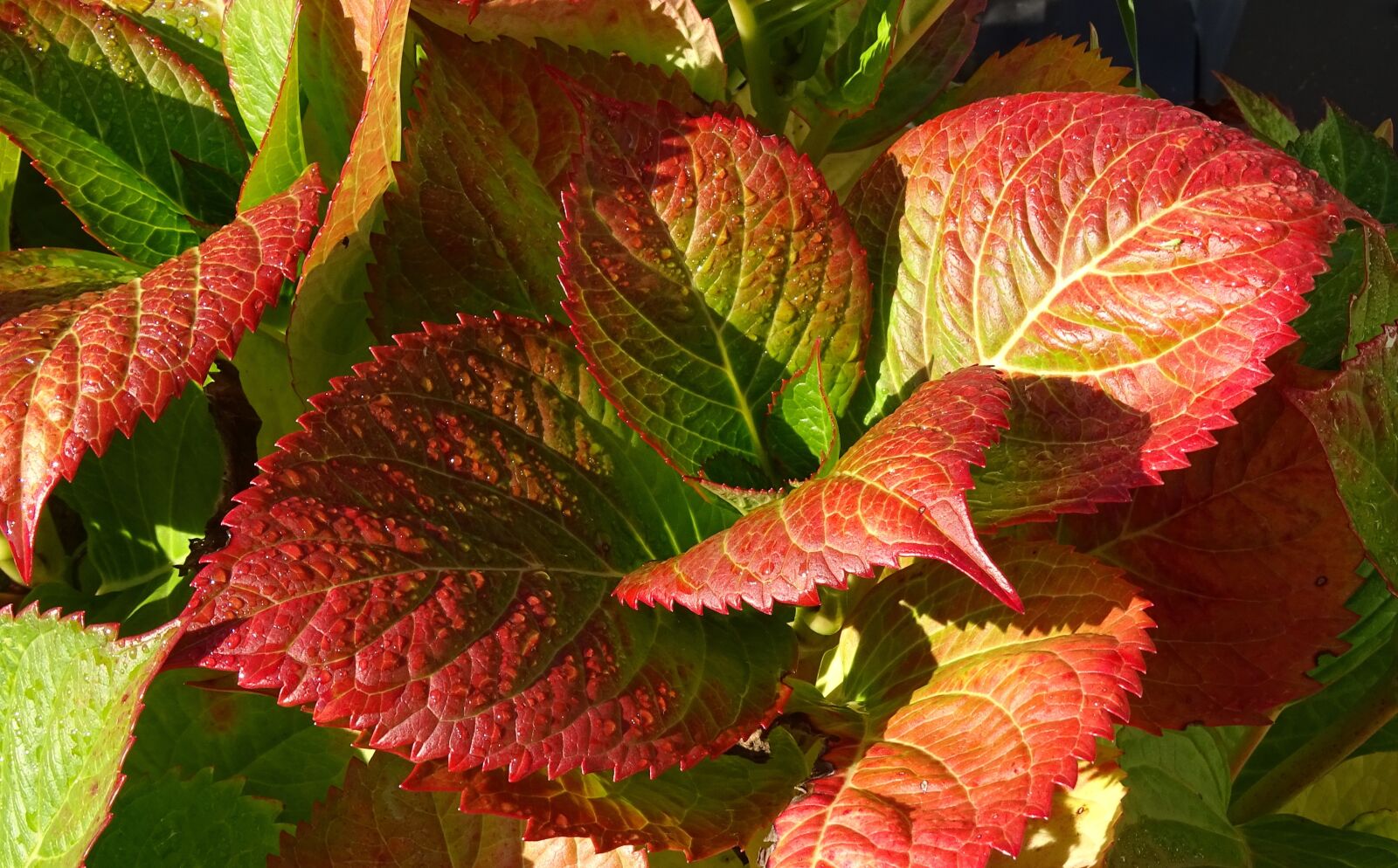 Sony Cyber-shot DSC-HX400V sample photo. Autumn, plant, leaves photography