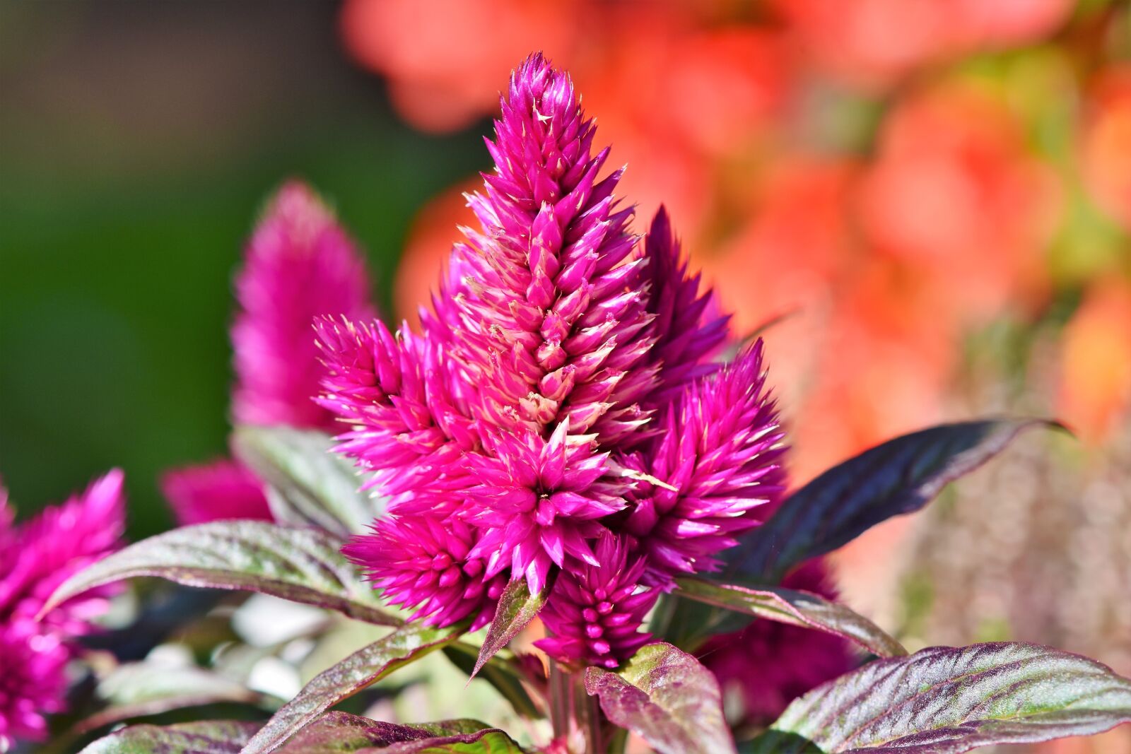 Nikon D7200 sample photo. Celosie, celosia argentea, cockscomb photography