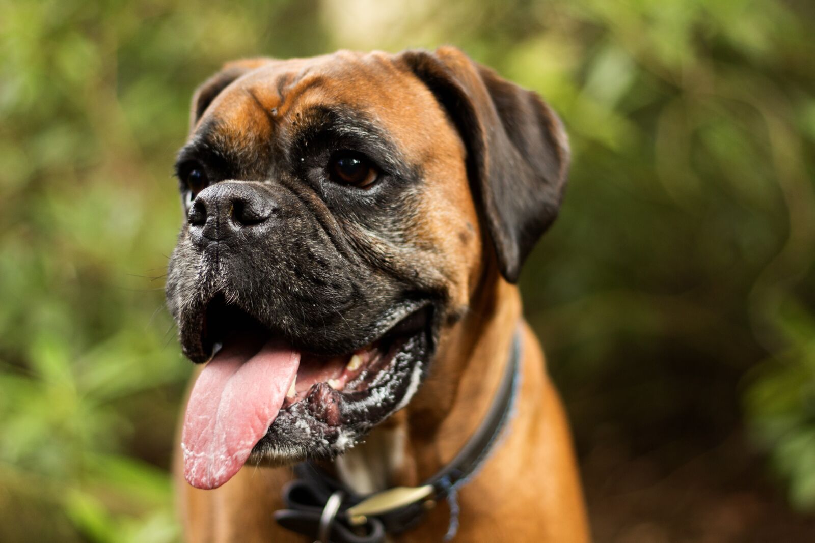 Canon EOS 700D (EOS Rebel T5i / EOS Kiss X7i) + Canon EF 50mm F1.8 II sample photo. Dog, animal, cute photography