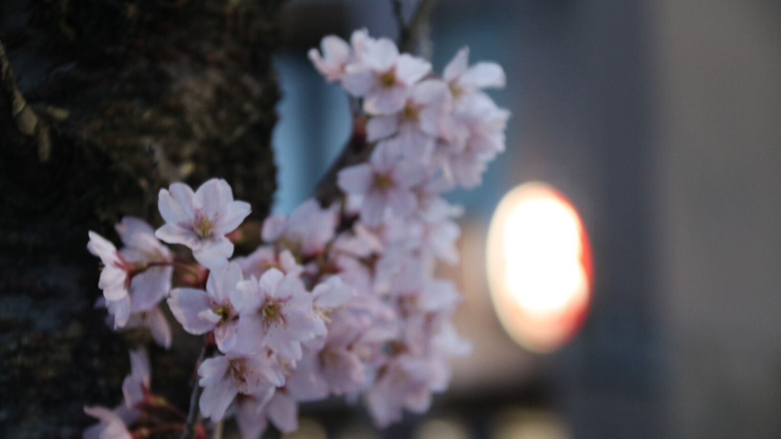 Canon EOS 760D (EOS Rebel T6s / EOS 8000D) sample photo. Flower, white flower, spring photography