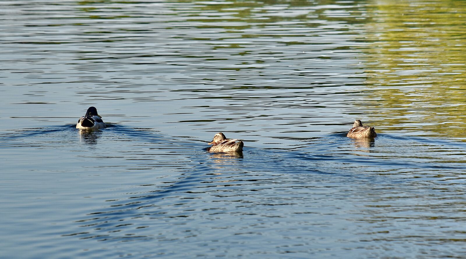 Nikon D5500 sample photo. Ducks, flock, mallard, swimming photography