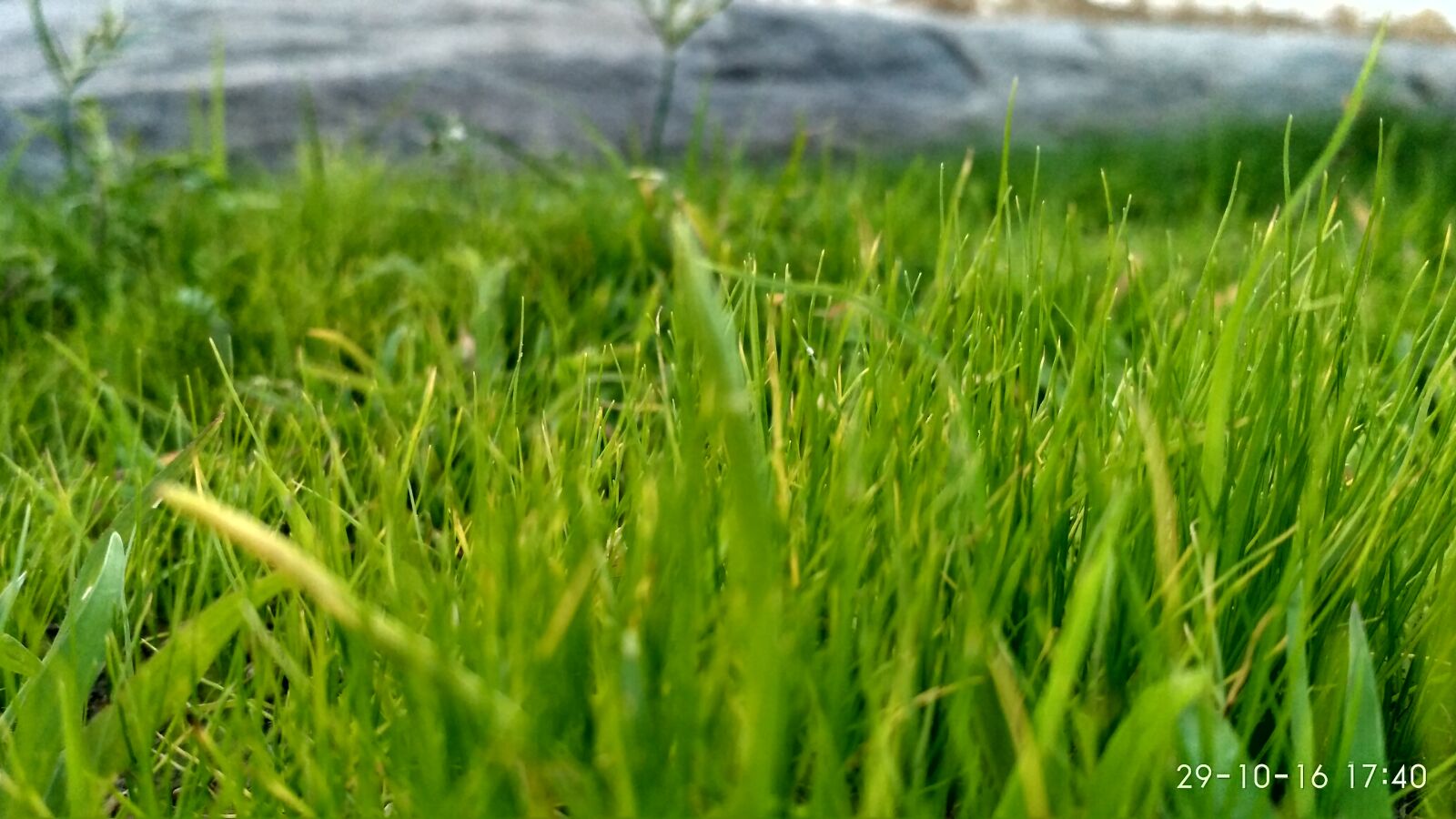Xiaomi Redmi 3S sample photo. Close, up, of, grass photography