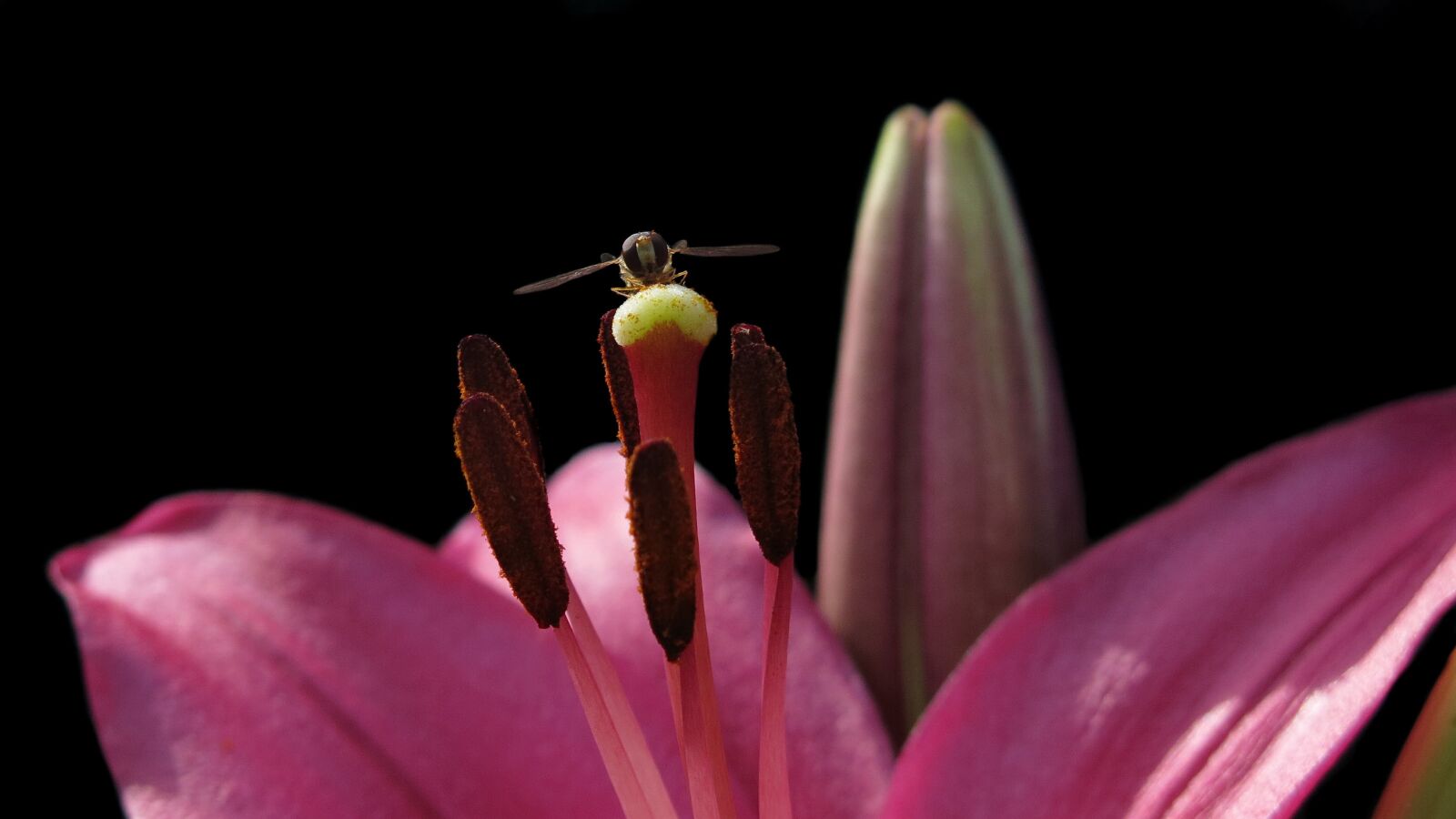 Canon PowerShot G15 sample photo. Lily, stamp, pollen photography