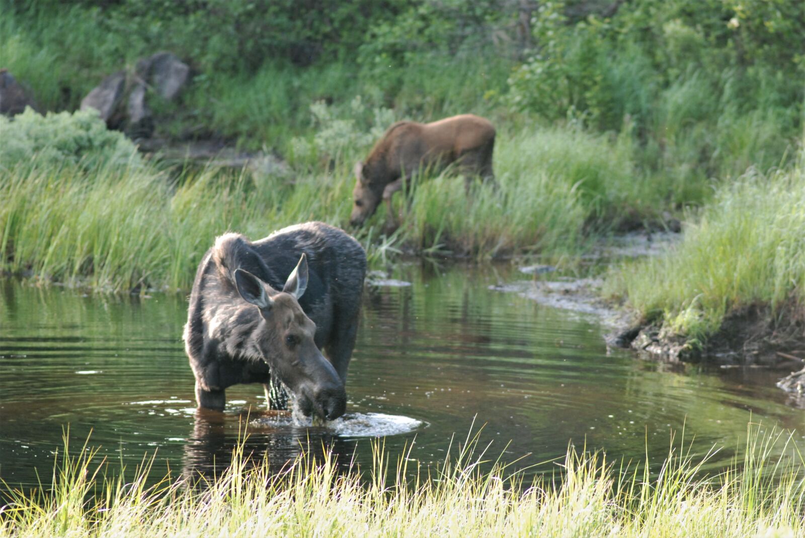 Nikon D80 sample photo. Moose, pair, moose and photography