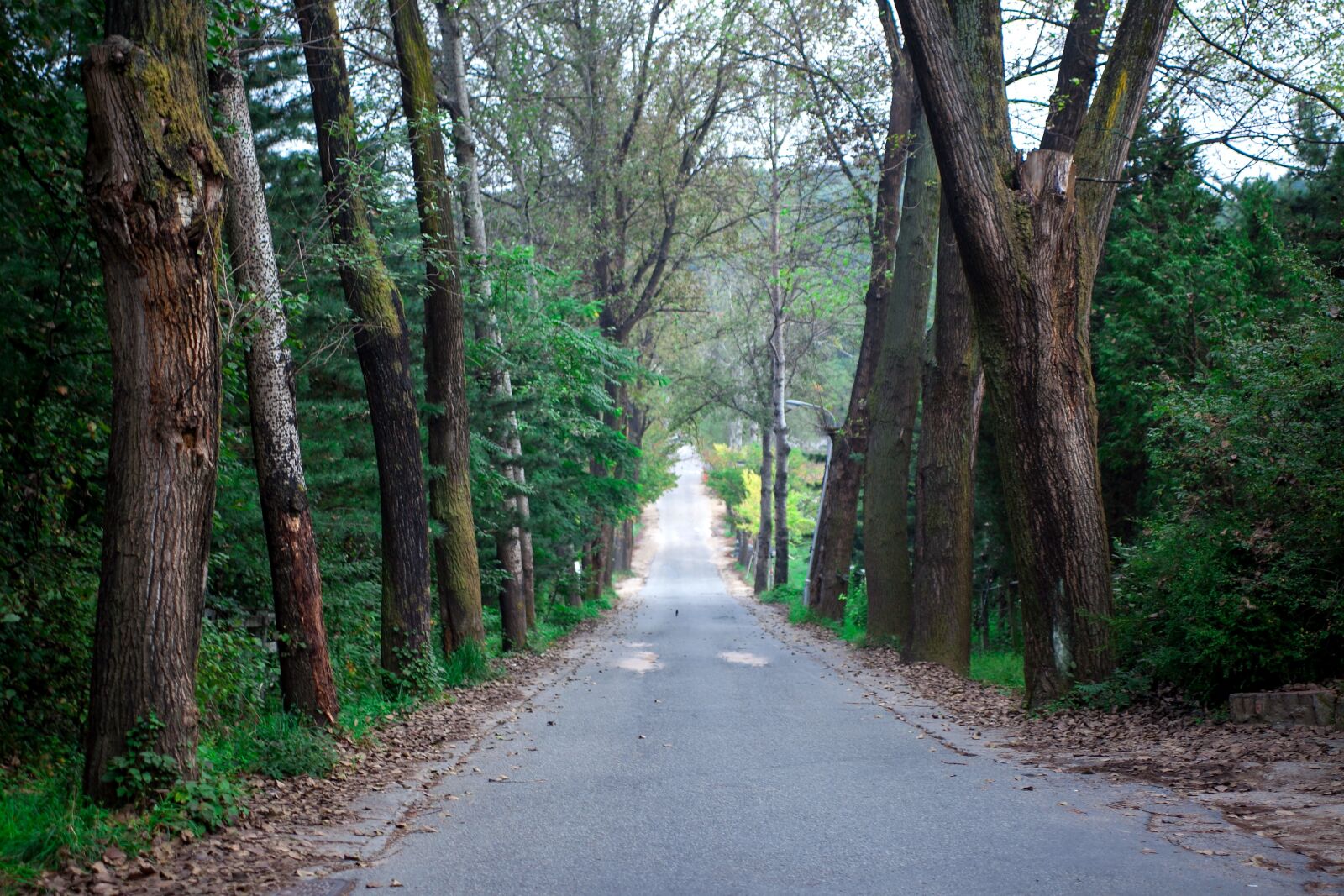 Canon EOS 5D Mark II sample photo. Avenue, gil, landscape photography