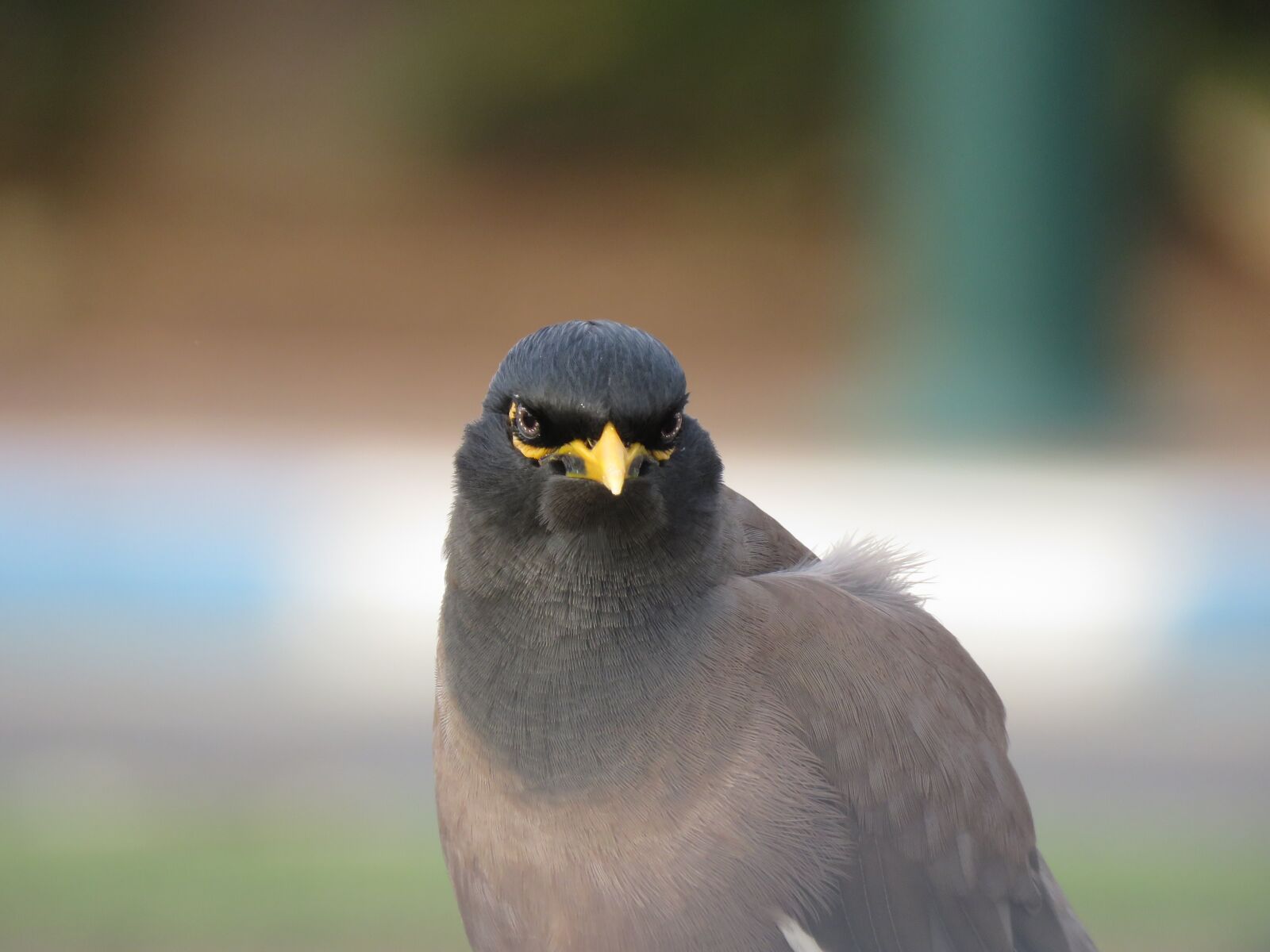 Canon PowerShot SX60 HS sample photo. Common myna, bird, eyes photography