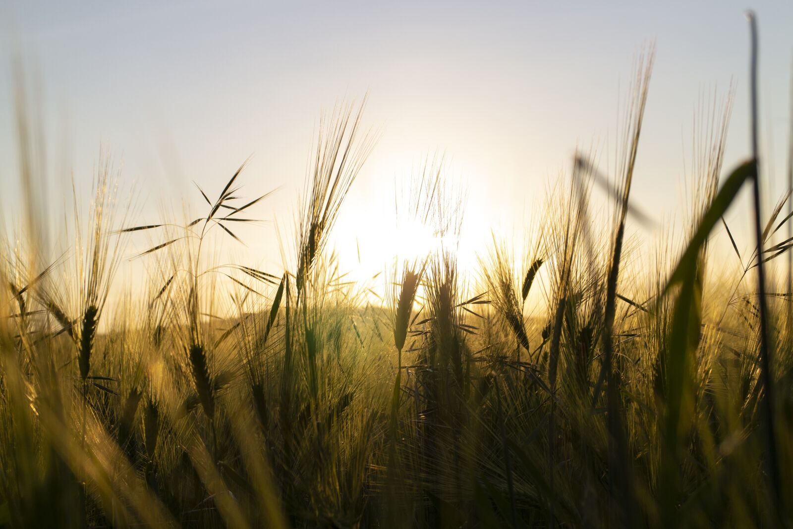 Canon EOS M sample photo. Cereal, wheat, field photography