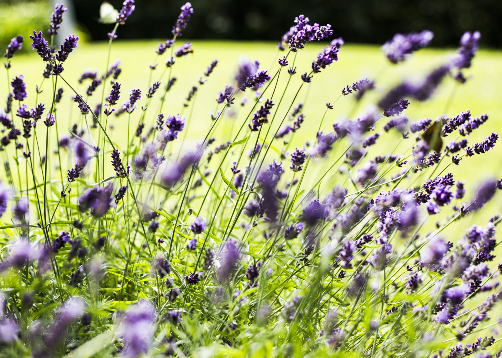 Canon EOS 550D (EOS Rebel T2i / EOS Kiss X4) + Canon EF 50mm F1.8 STM sample photo. Lavender, flower, plant photography