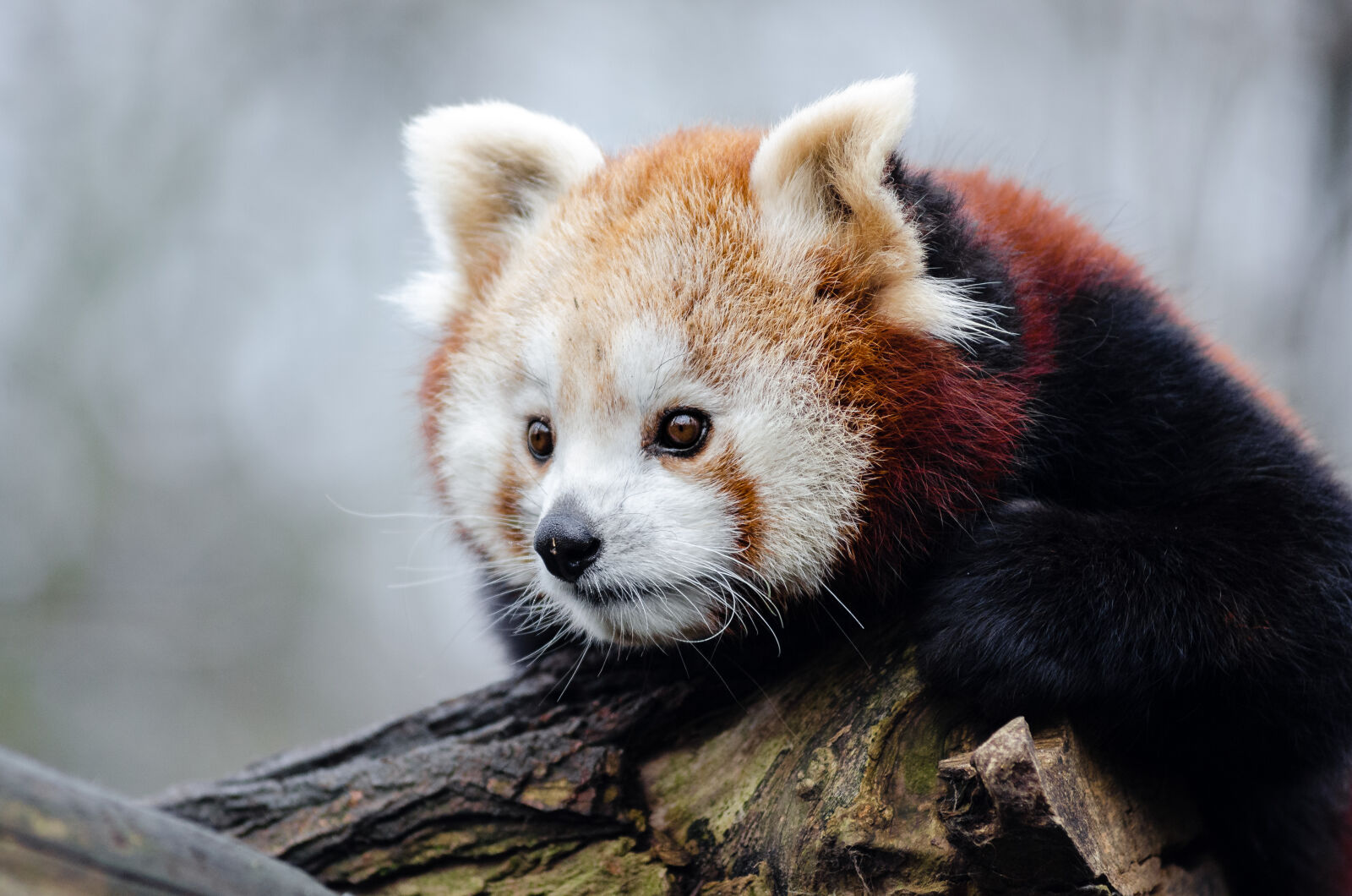 AF Zoom-Nikkor 80-200mm f/2.8 ED sample photo