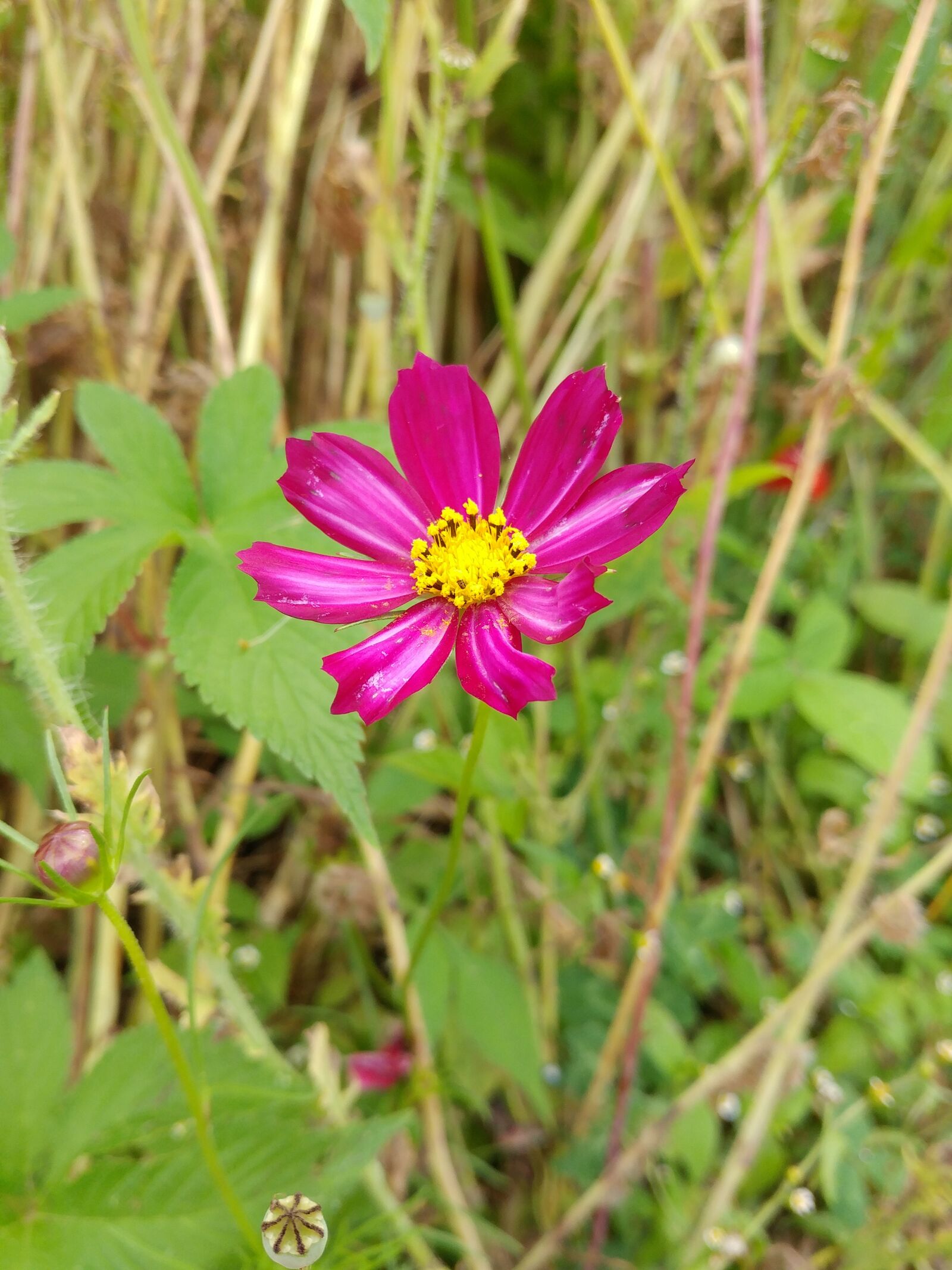 LG G5 sample photo. Nature, autumn, plants photography