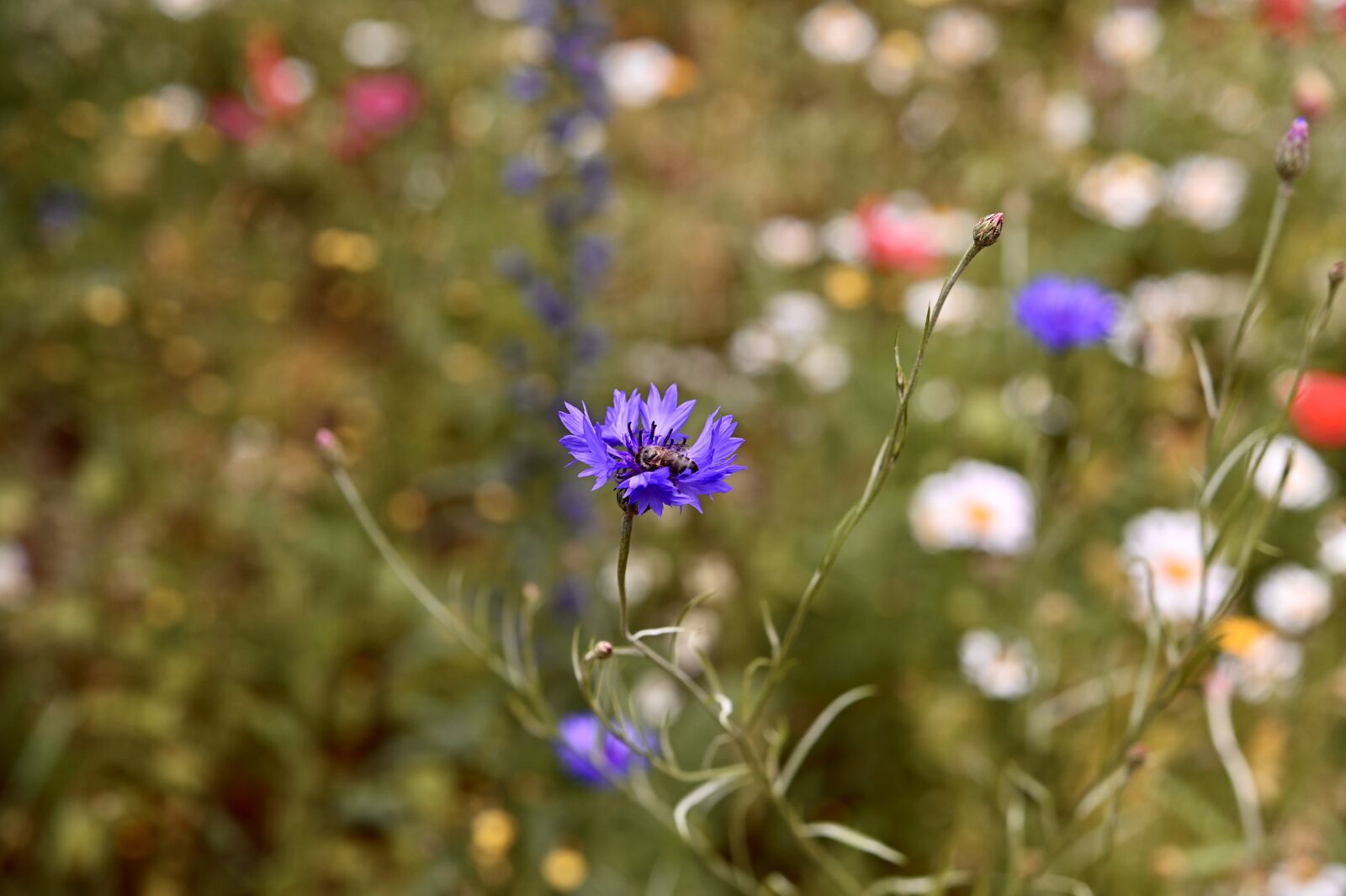 Nikon Z6 sample photo. Cornflower, blossom, bloom photography