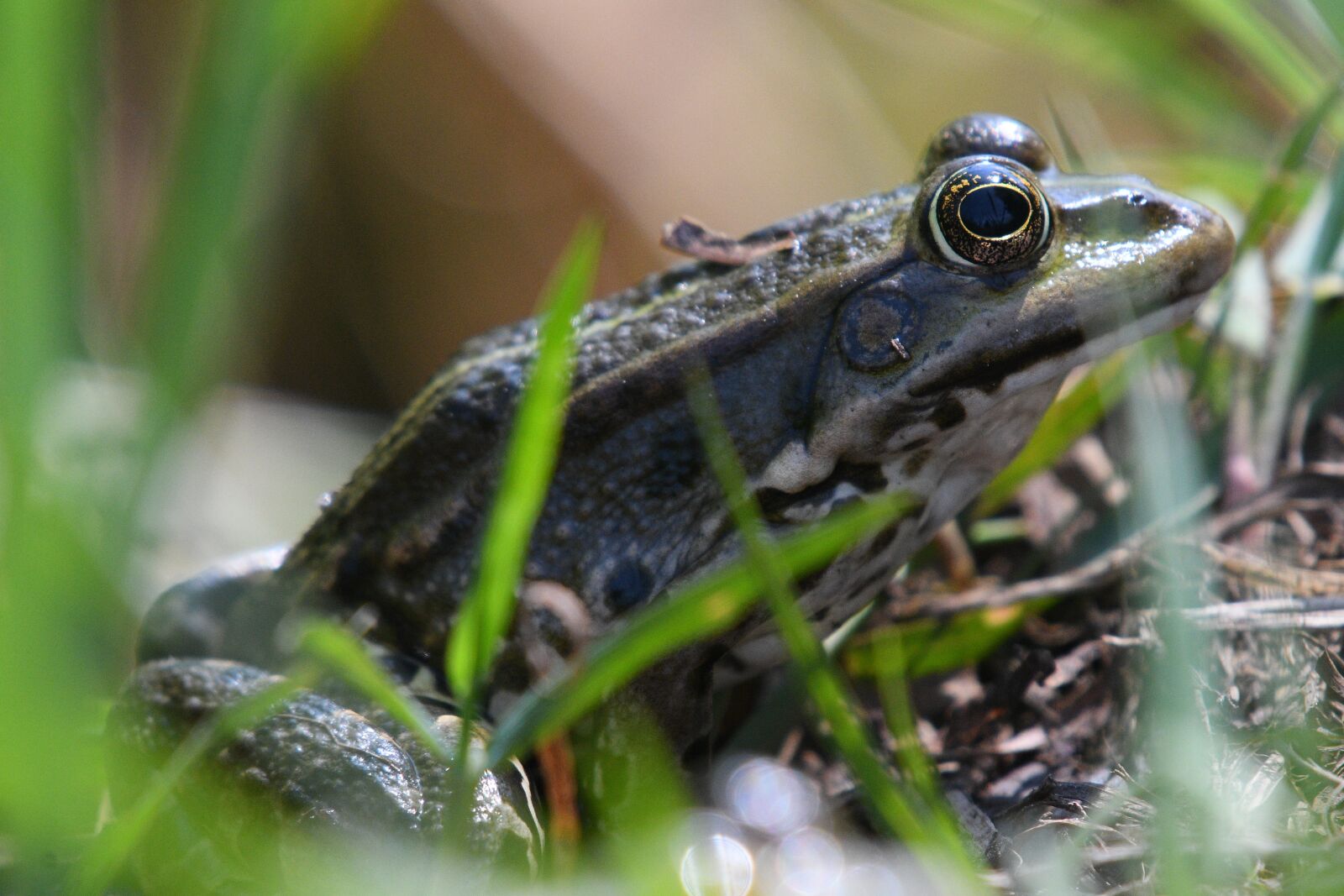 Nikon D500 sample photo. Frog, grass, nature photography
