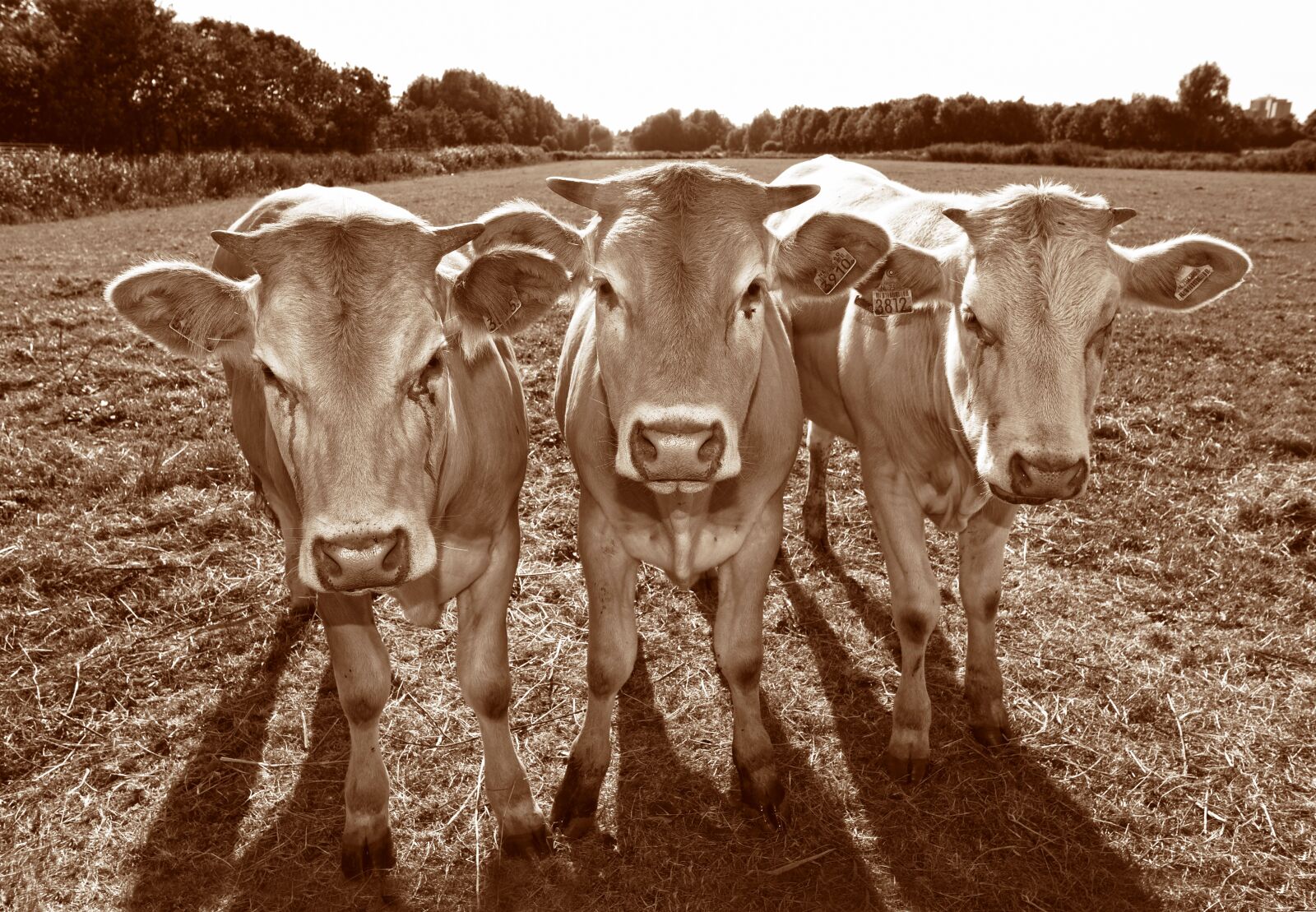 Nikon D750 sample photo. Cow, animal, mammal photography