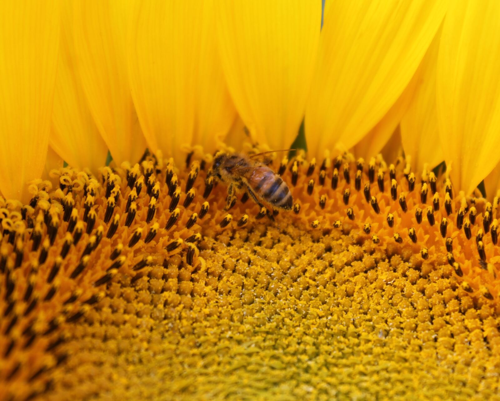 Canon EOS 1100D (EOS Rebel T3 / EOS Kiss X50) sample photo. Sunflower, flower, honeybee photography