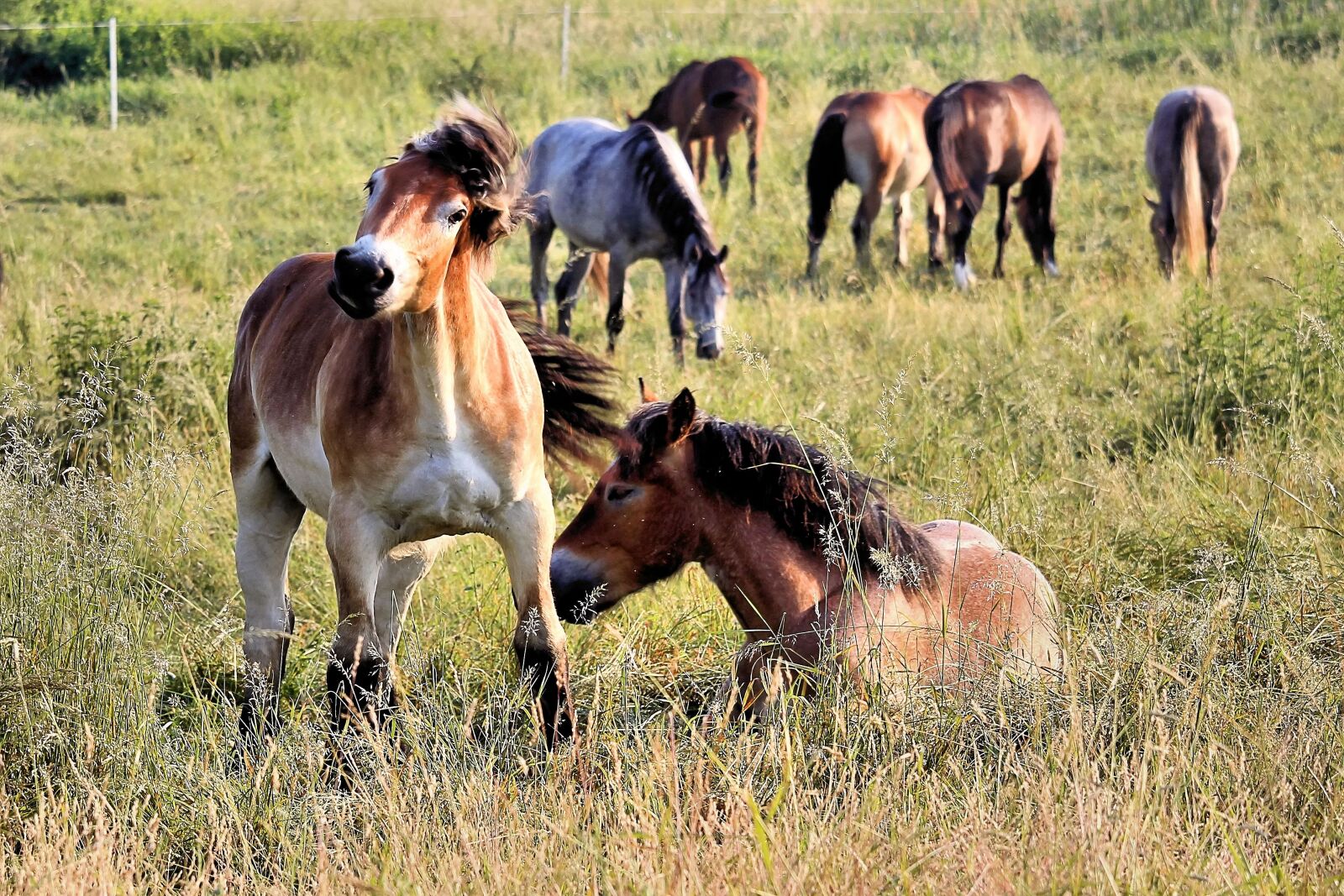 Canon EF-S 55-250mm F4-5.6 IS STM sample photo. Horses, pasture, sleep photography