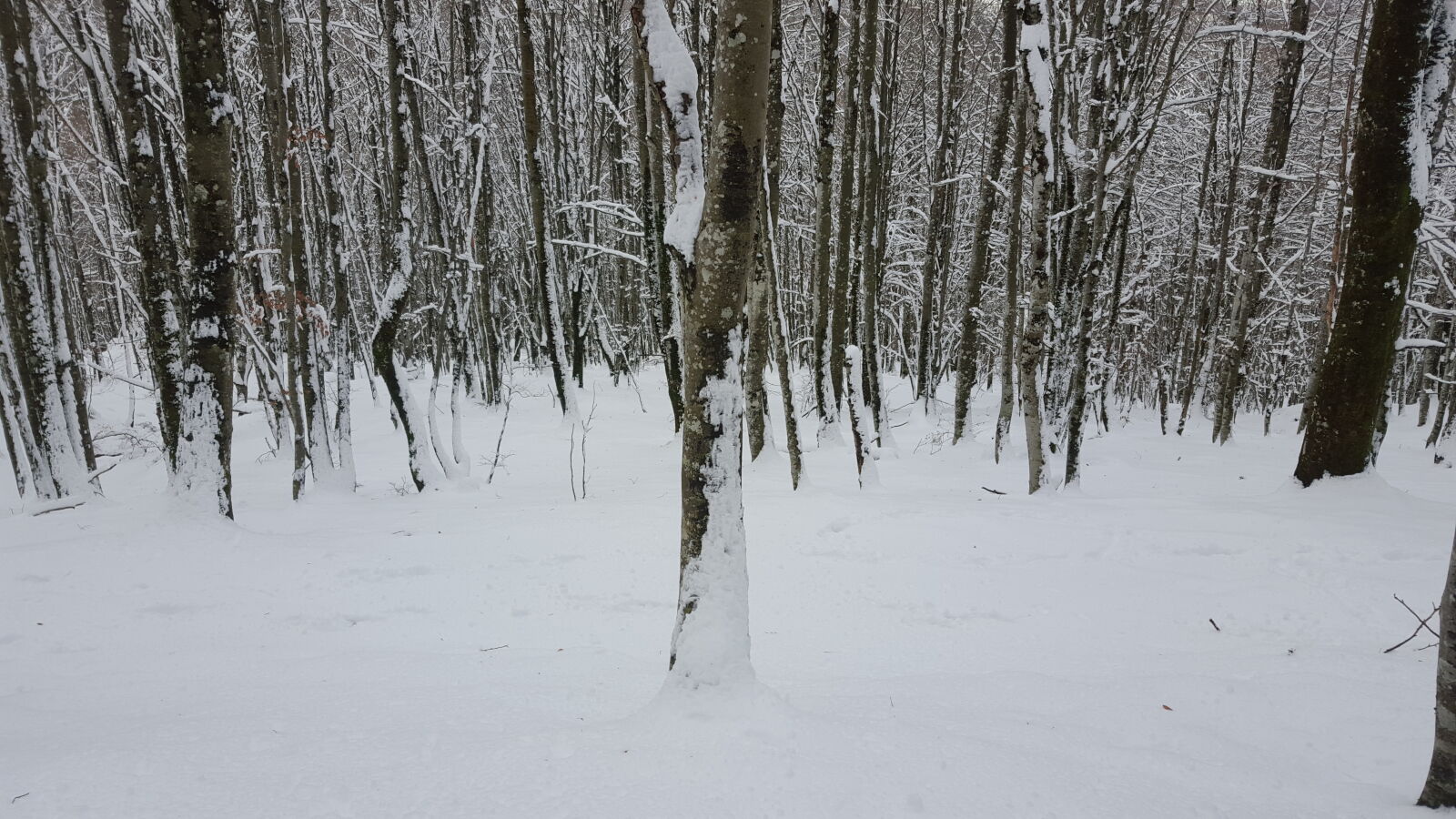 Samsung Galaxy S6 sample photo. Cold, forest, freeze, nature photography