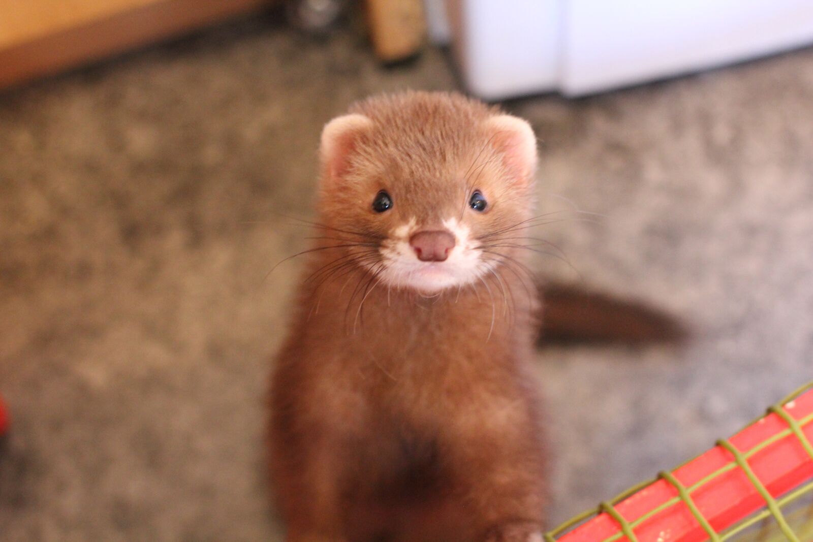Canon EOS 550D (EOS Rebel T2i / EOS Kiss X4) sample photo. Ferret, mustelids, pet photography