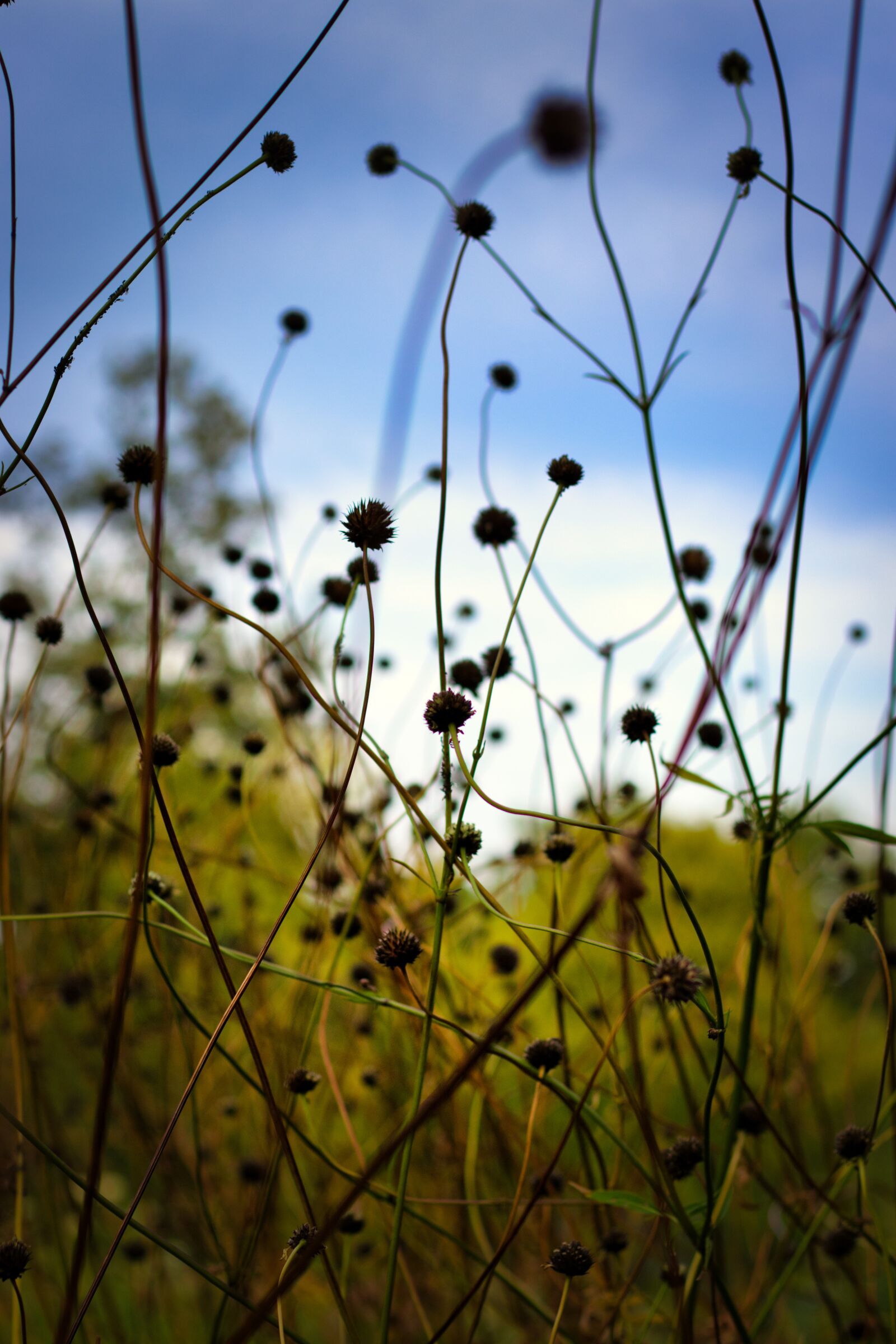 Canon EF 50mm F1.8 STM sample photo. Wild flower, meadow, plant photography