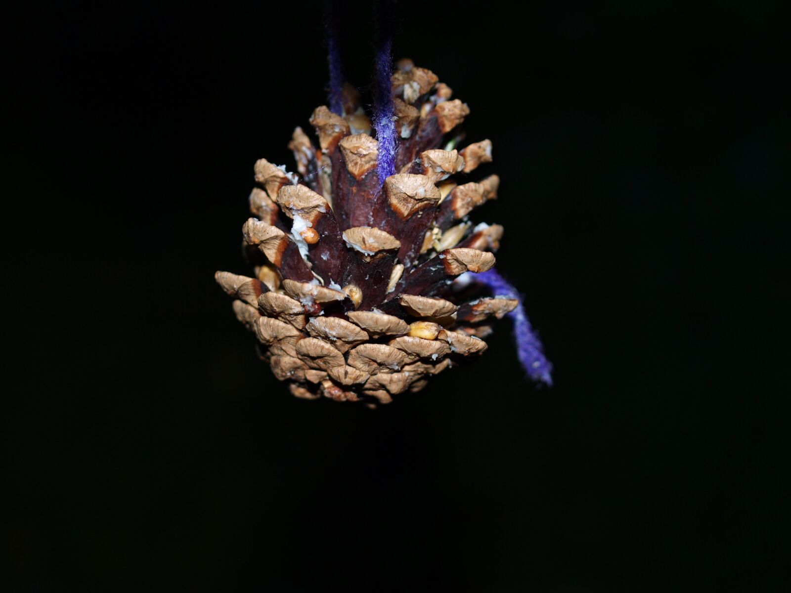 Olympus E-520 (EVOLT E-520) sample photo. Fir cone, bird feeder photography