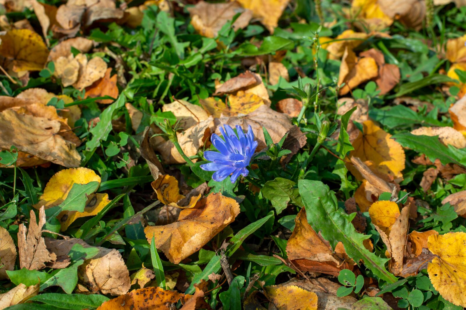 Nikon D3200 sample photo. Chicory, leaves, autumn photography