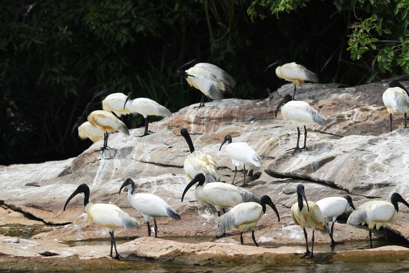 Canon EF 70-300 F4-5.6 IS II USM sample photo. Bird, water, rock photography