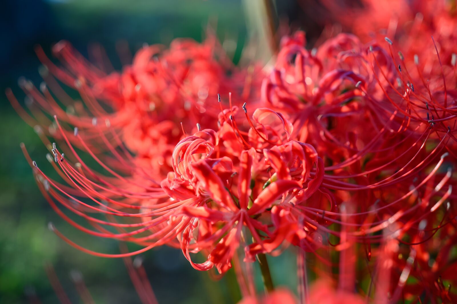 Nikon Df sample photo. Garden, flower, red spider photography