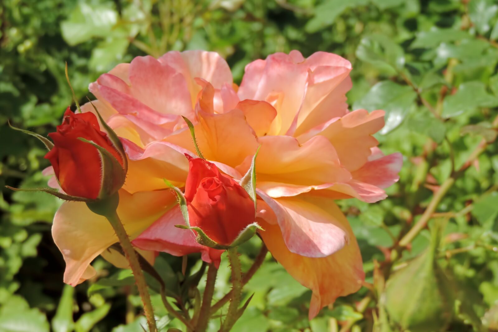 Nikon Coolpix P520 sample photo. Blossom, bloom, rose photography
