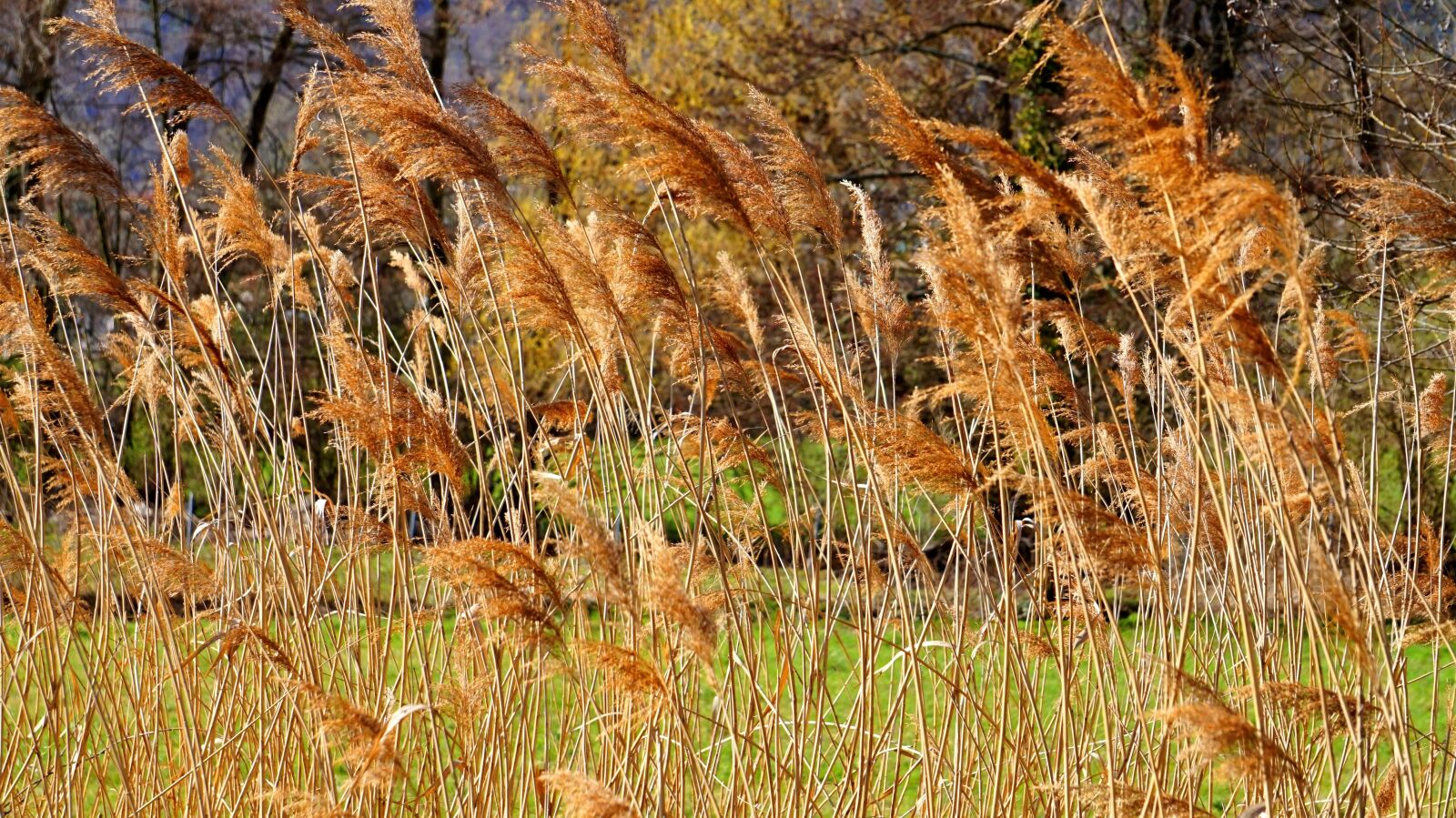 Sony Alpha a5000 (ILCE 5000) + Sony E 55-210mm F4.5-6.3 OSS sample photo. Reed, grass, nature photography
