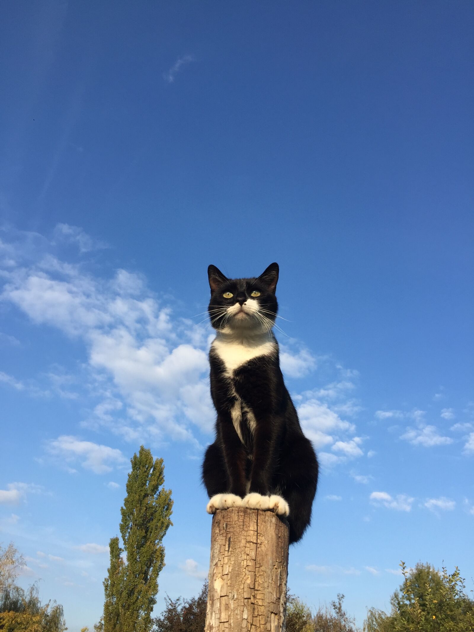 iPhone 6 back camera 4.15mm f/2.2 sample photo. Blue, sky, cat, post photography
