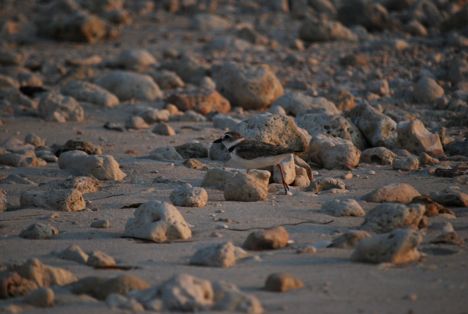 Nikon D60 sample photo. Shorebird, sandpiper, beach photography