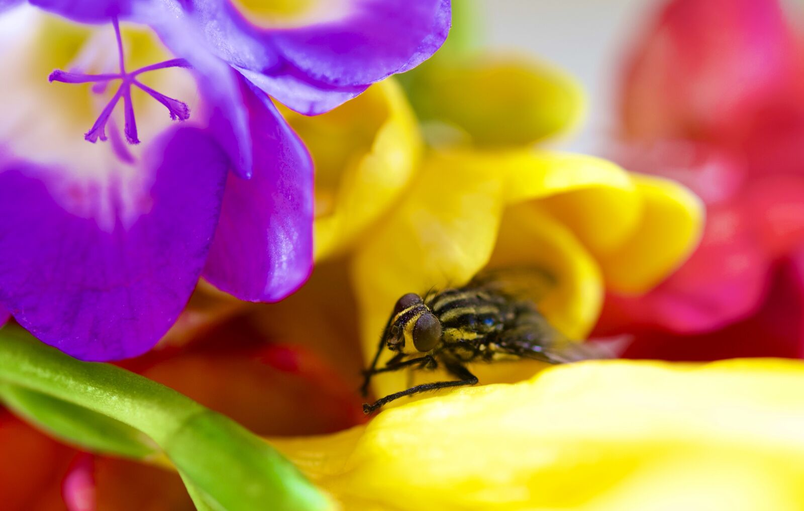 Nikon D500 sample photo. Fly, flowers, insects photography