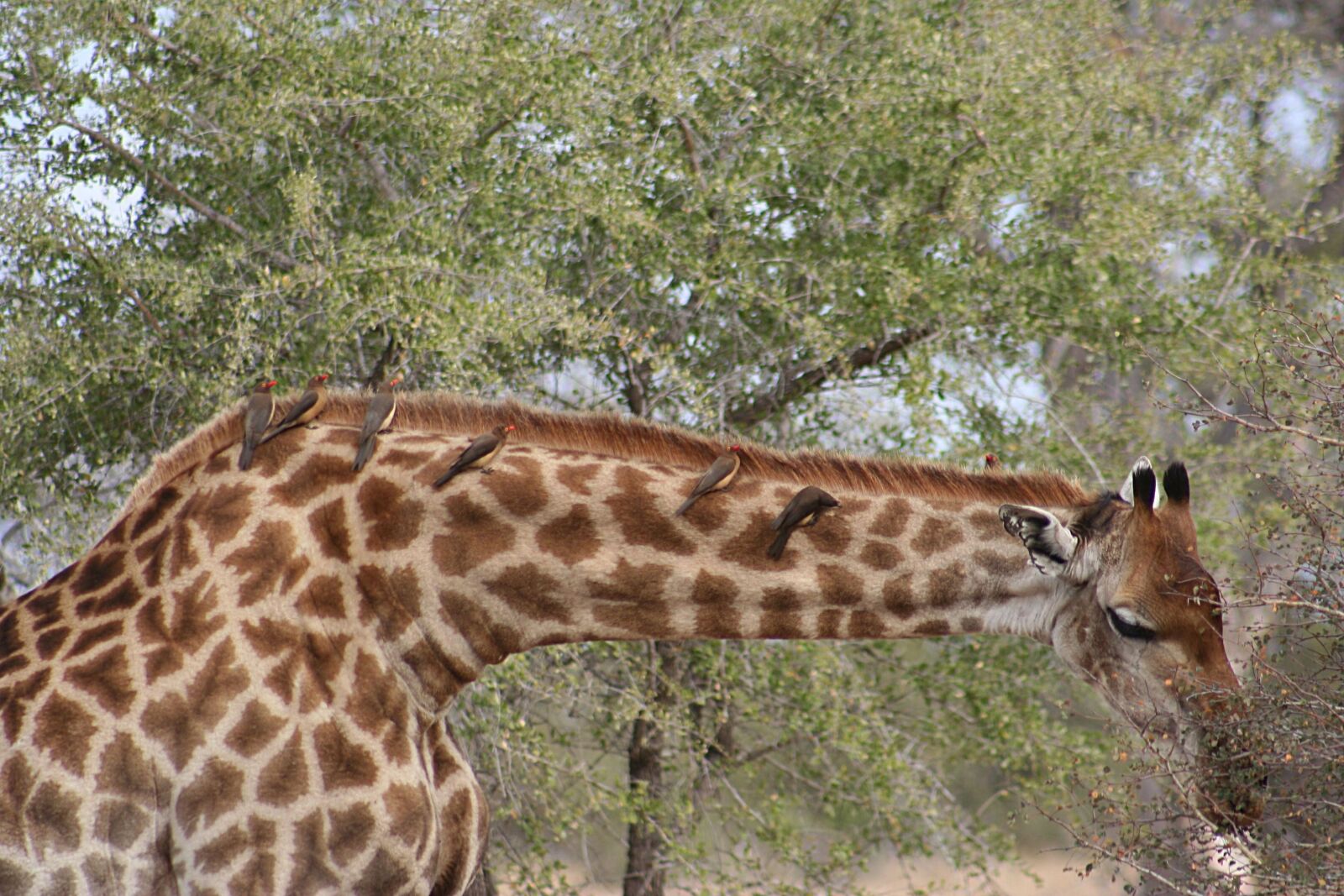 Canon EOS 350D (EOS Digital Rebel XT / EOS Kiss Digital N) sample photo. Giraffe, animal, africa photography