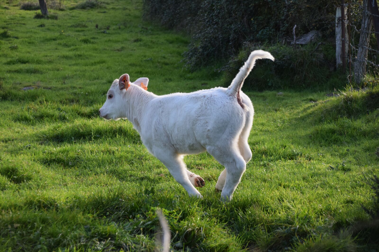 Nikon D5300 sample photo. Nature, animals, calf photography