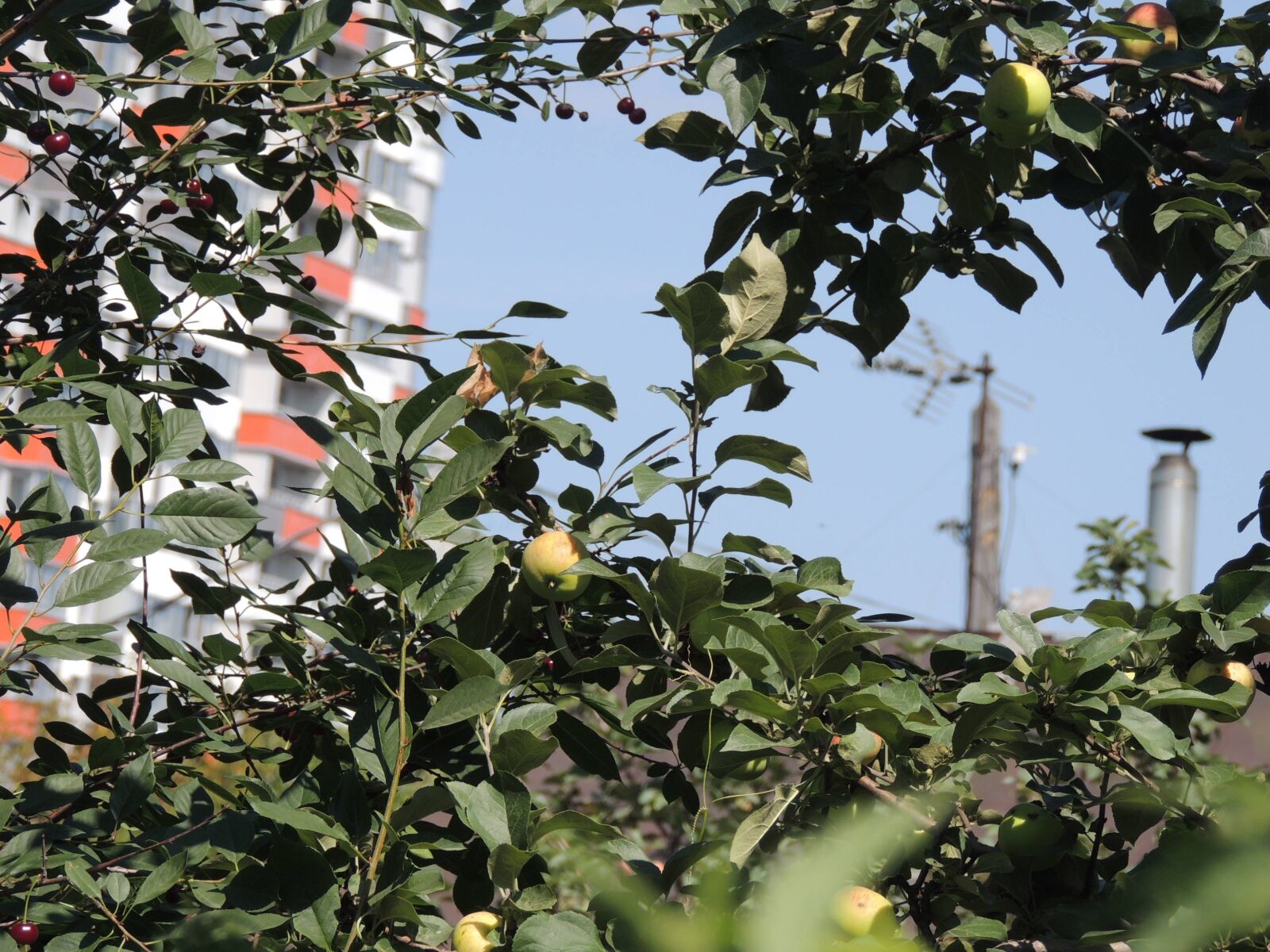 Nikon Coolpix P510 sample photo. Landscape, city, apples photography