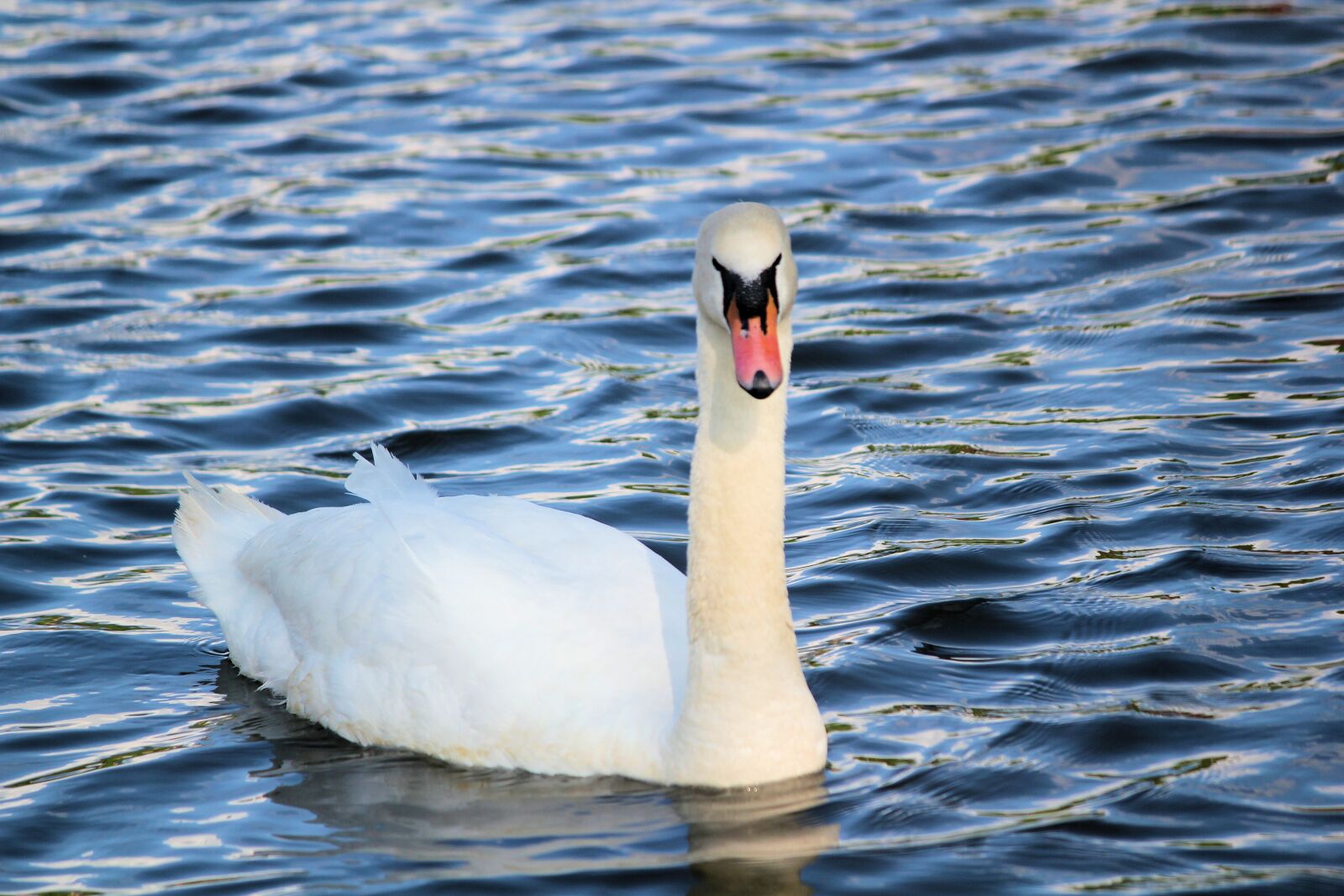 Canon EOS 550D (EOS Rebel T2i / EOS Kiss X4) sample photo. Swan, bird, noble photography