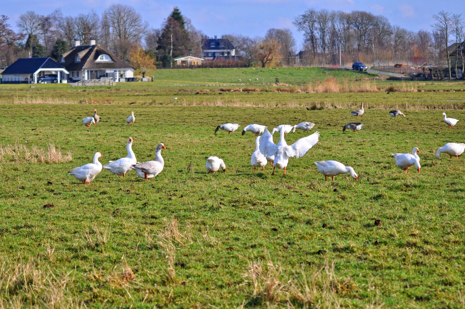 Nikon D90 sample photo. Goose, white goose, bird photography