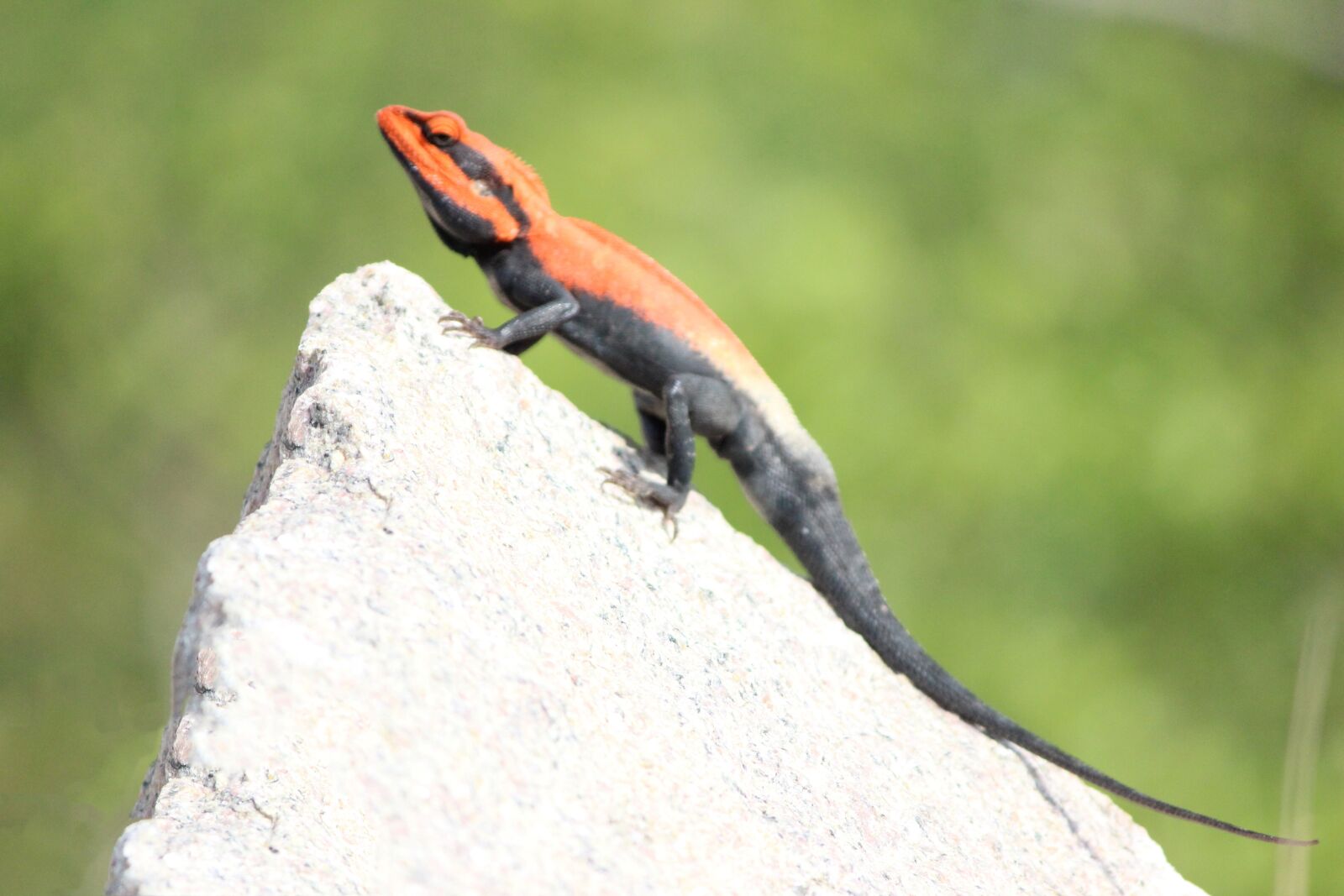 Canon EOS 600D (Rebel EOS T3i / EOS Kiss X5) sample photo. Chameleon, reptile, lizard photography