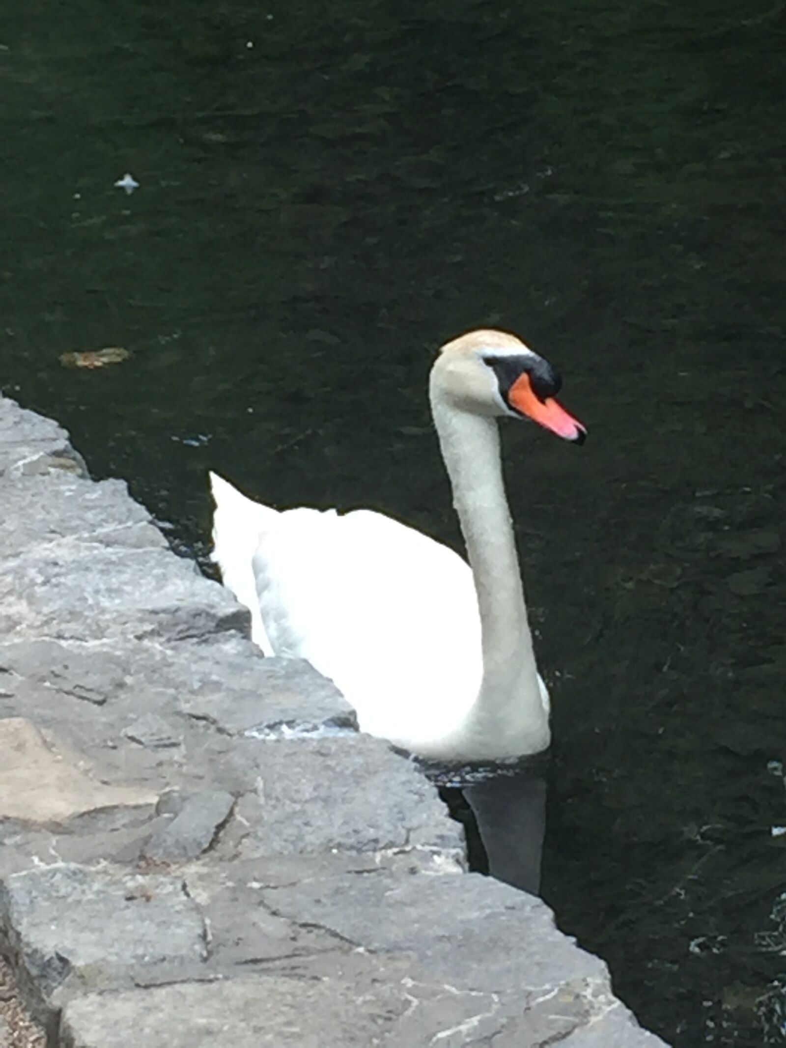 iPhone 6 back camera 4.15mm f/2.2 sample photo. Swan photography