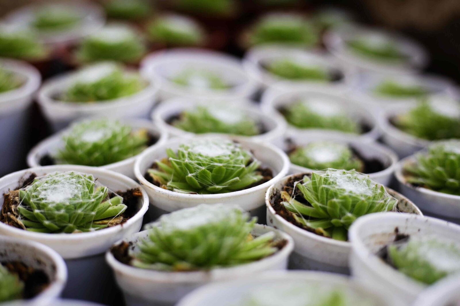 Canon EOS 6D + Canon EF 50mm F1.8 STM sample photo. The fleshy, plant, green photography