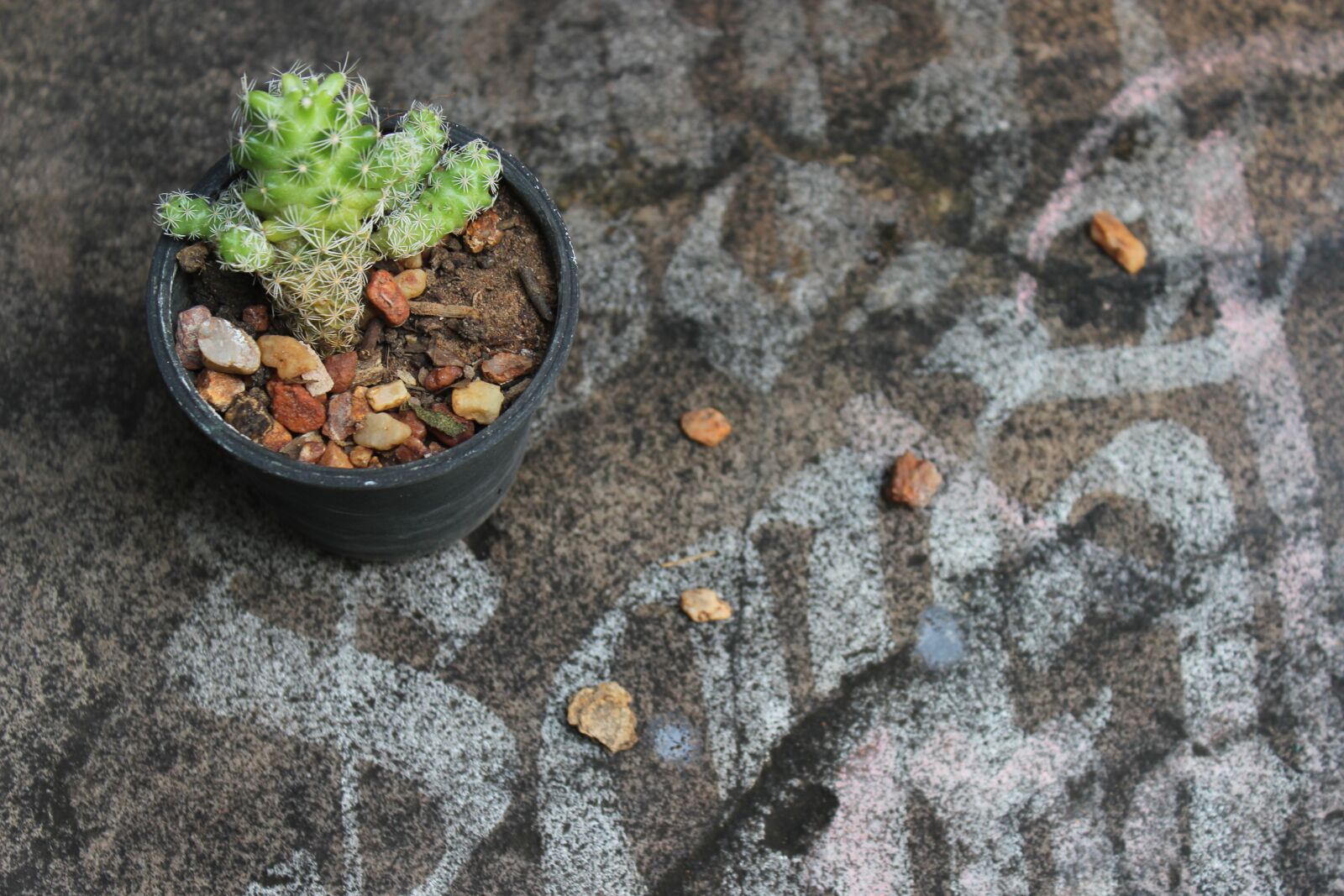 Canon EOS 600D (Rebel EOS T3i / EOS Kiss X5) sample photo. Flower, grass, see photography