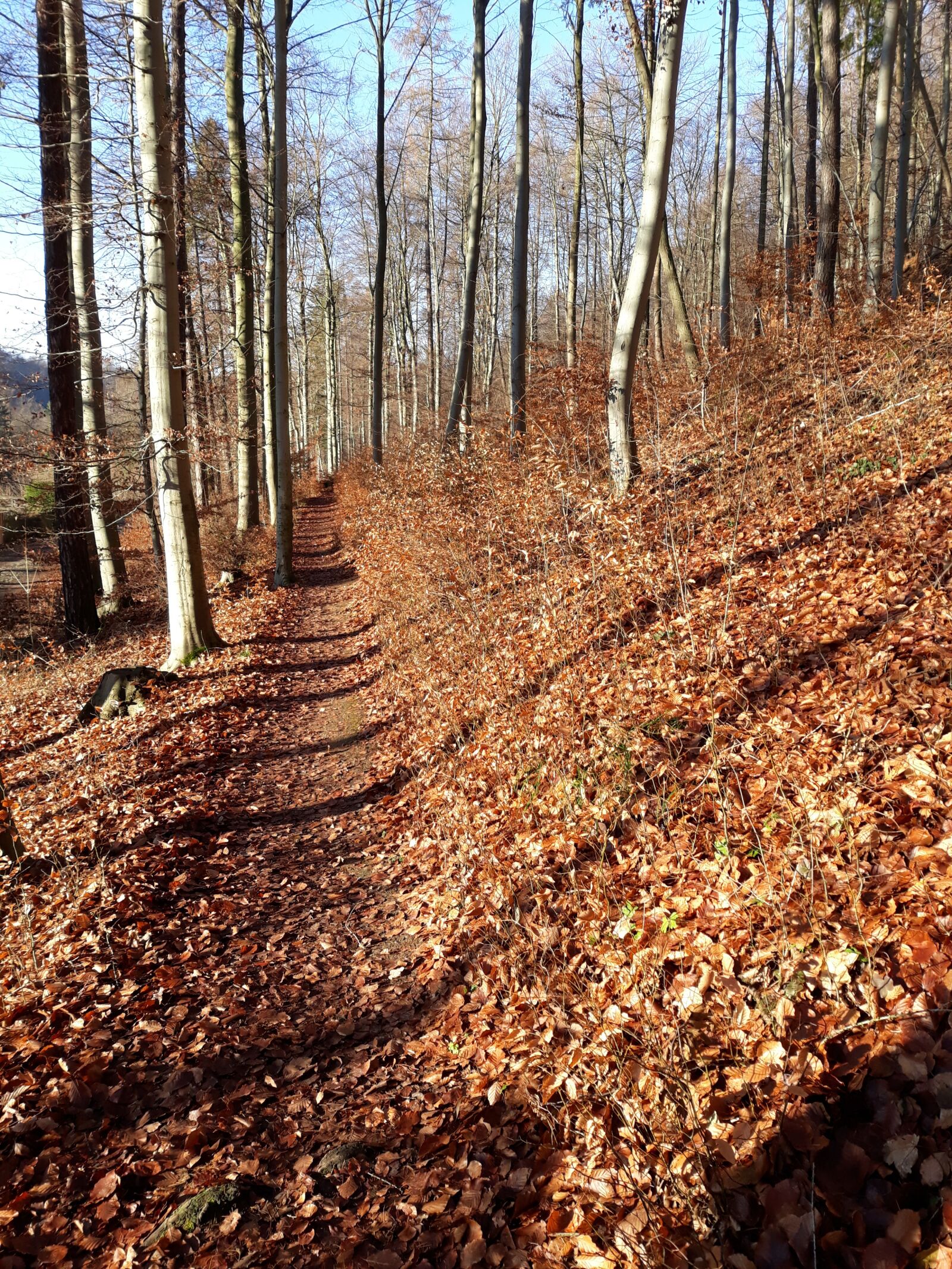 Samsung Galaxy J5 sample photo. Forest, away, leaves photography