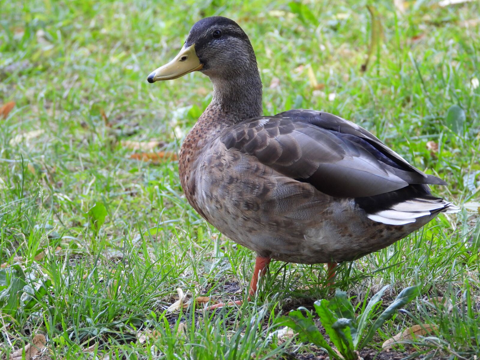 Nikon Coolpix P1000 sample photo. Duck, bird, park photography