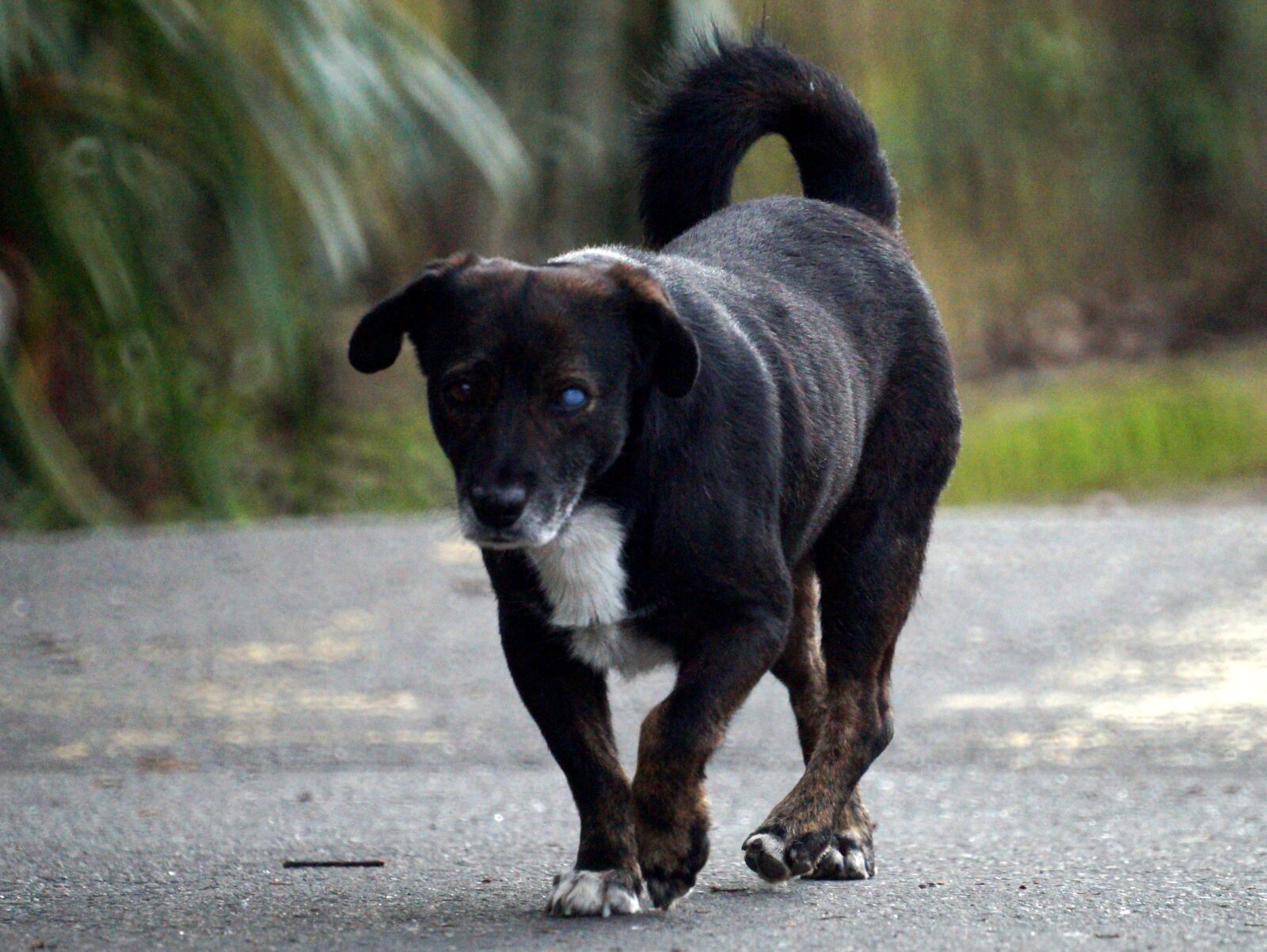 Sony 500mm F8 Reflex sample photo. Pet, dog, canine photography