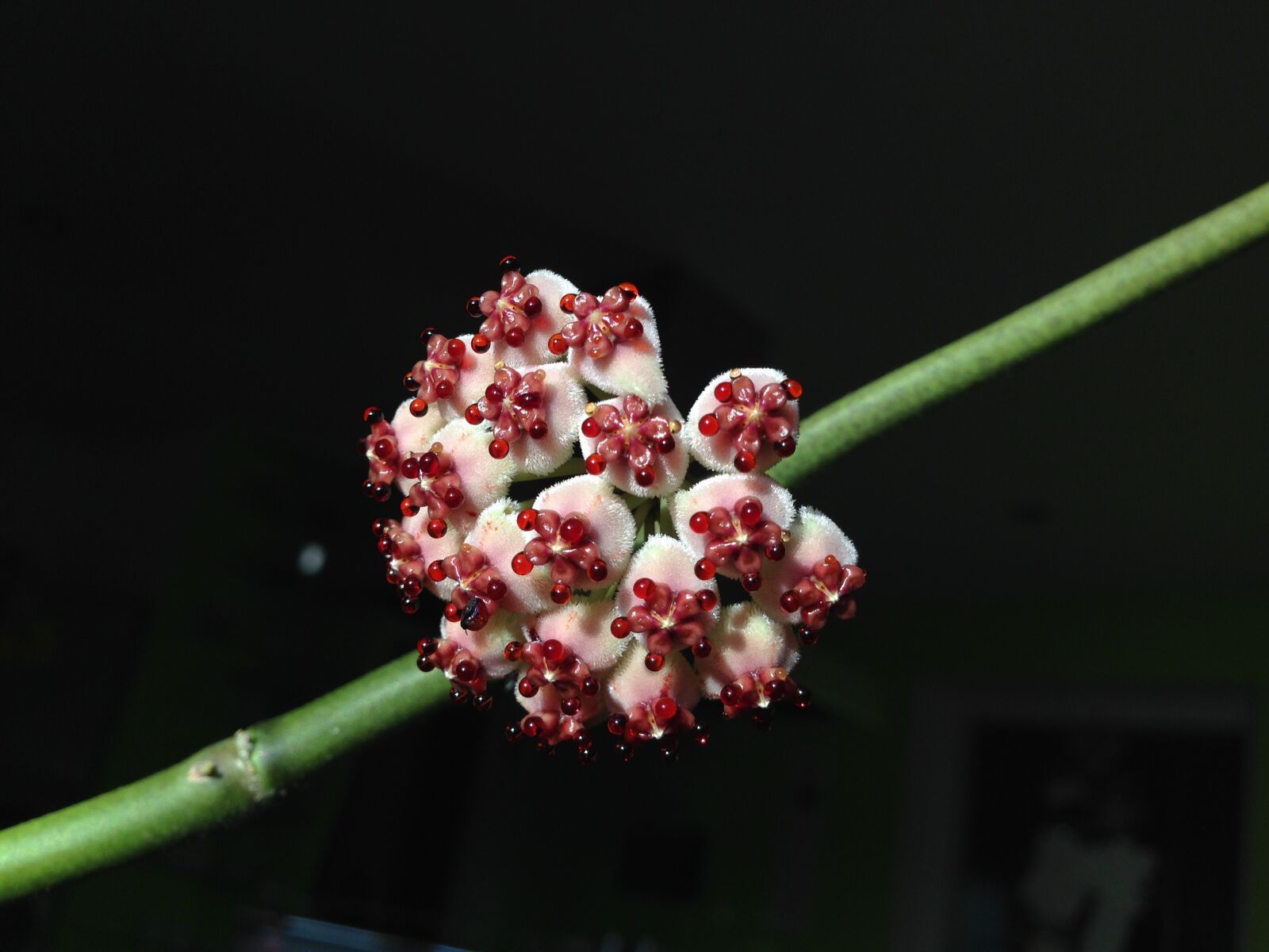 Apple iPhone 5 sample photo. Hoya kerrii, blossom, bloom photography